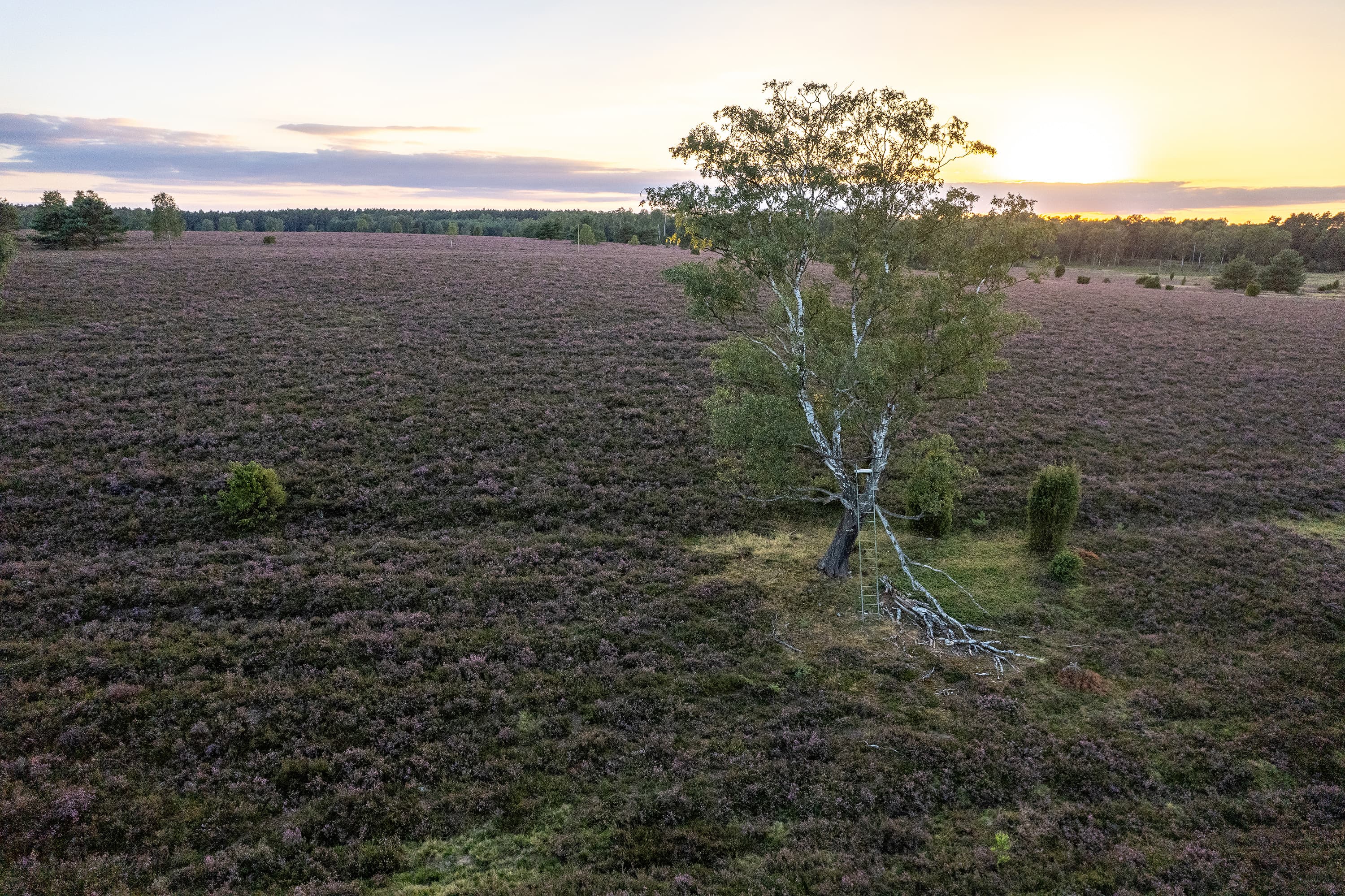 Die blühende Oberoher Heide im Sonnenaufgang