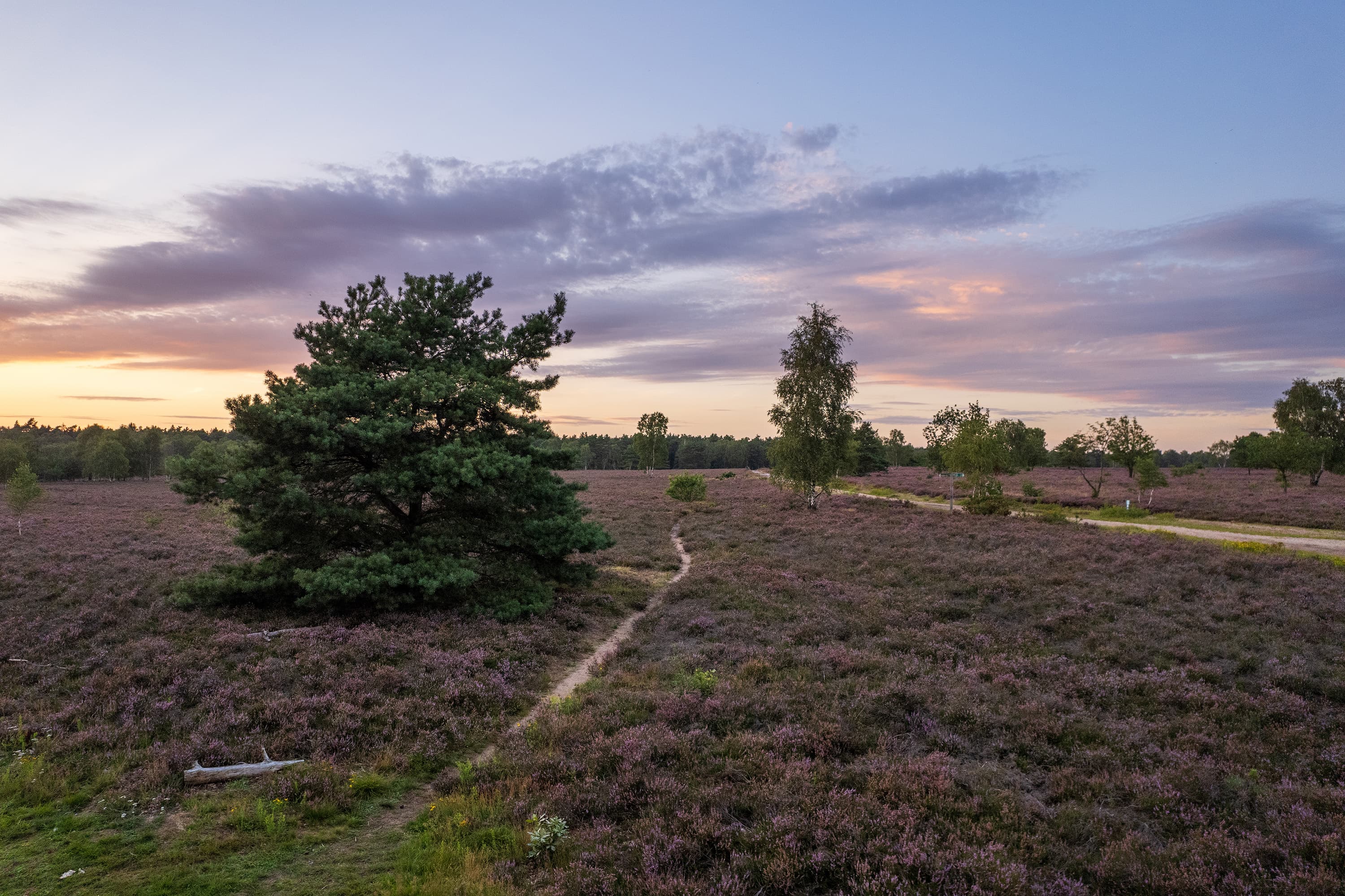 Die blühende Osterheide im Sonnenaufgang