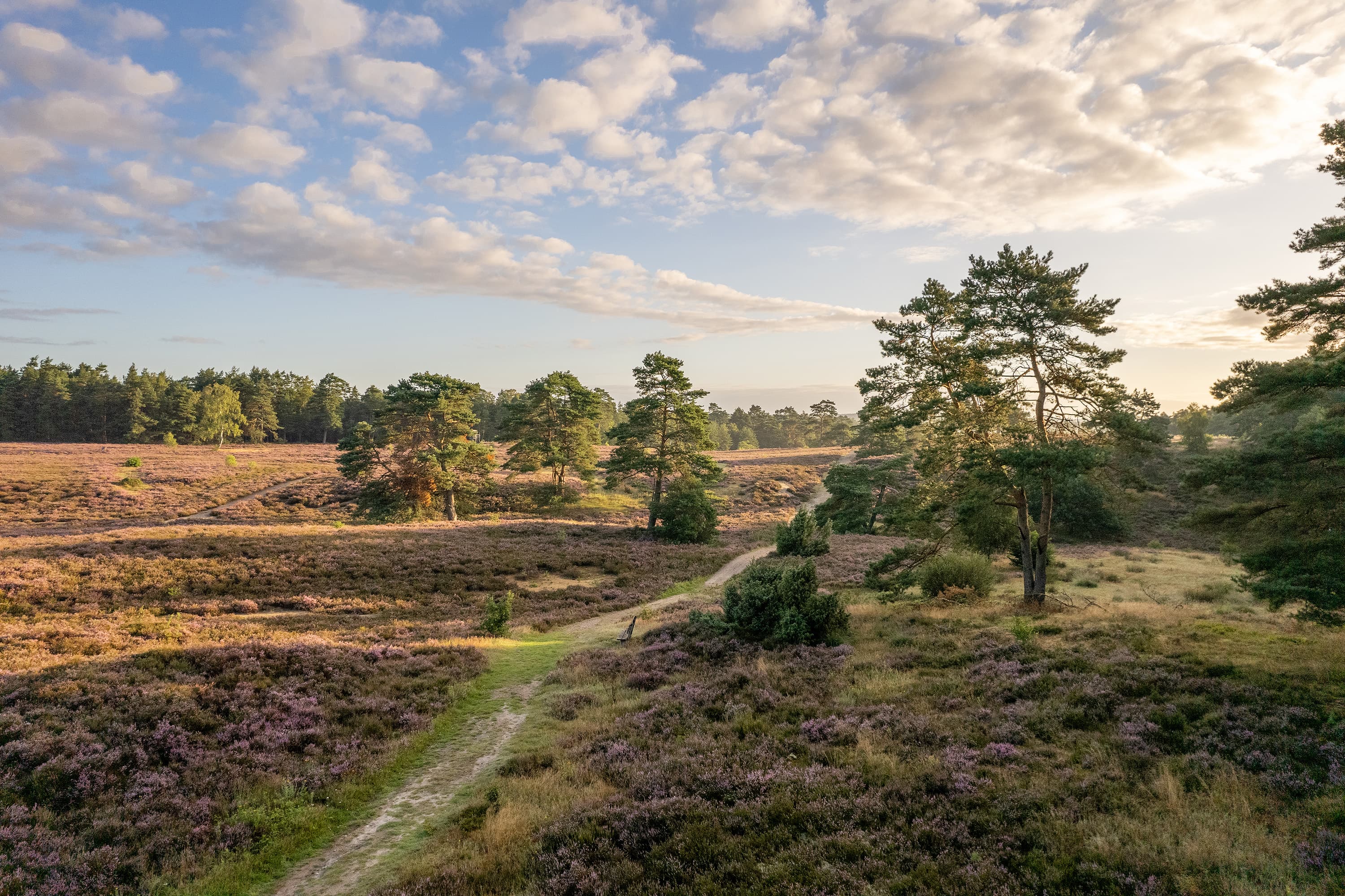 Schmaler Wanderpfad durch die Schwindebecker Heide