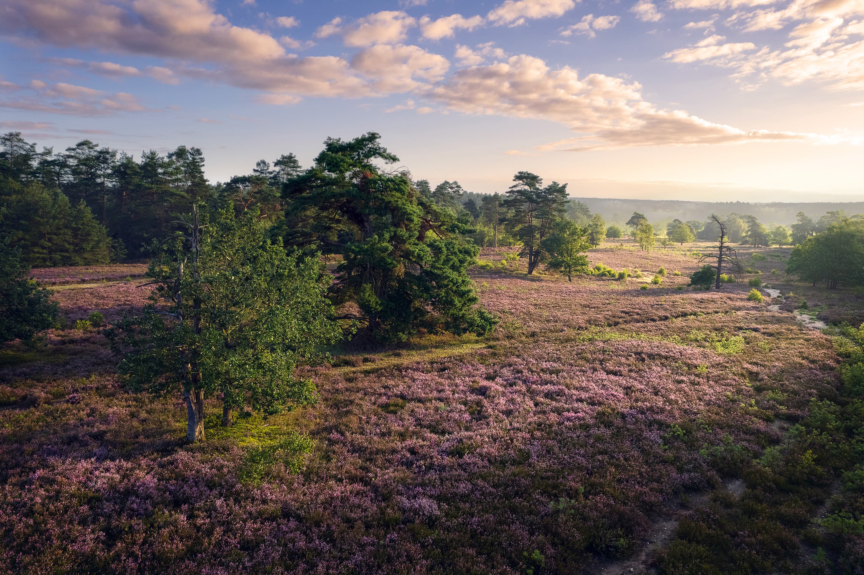 Die blühende Schwindebecker Heide in der Morgensonne