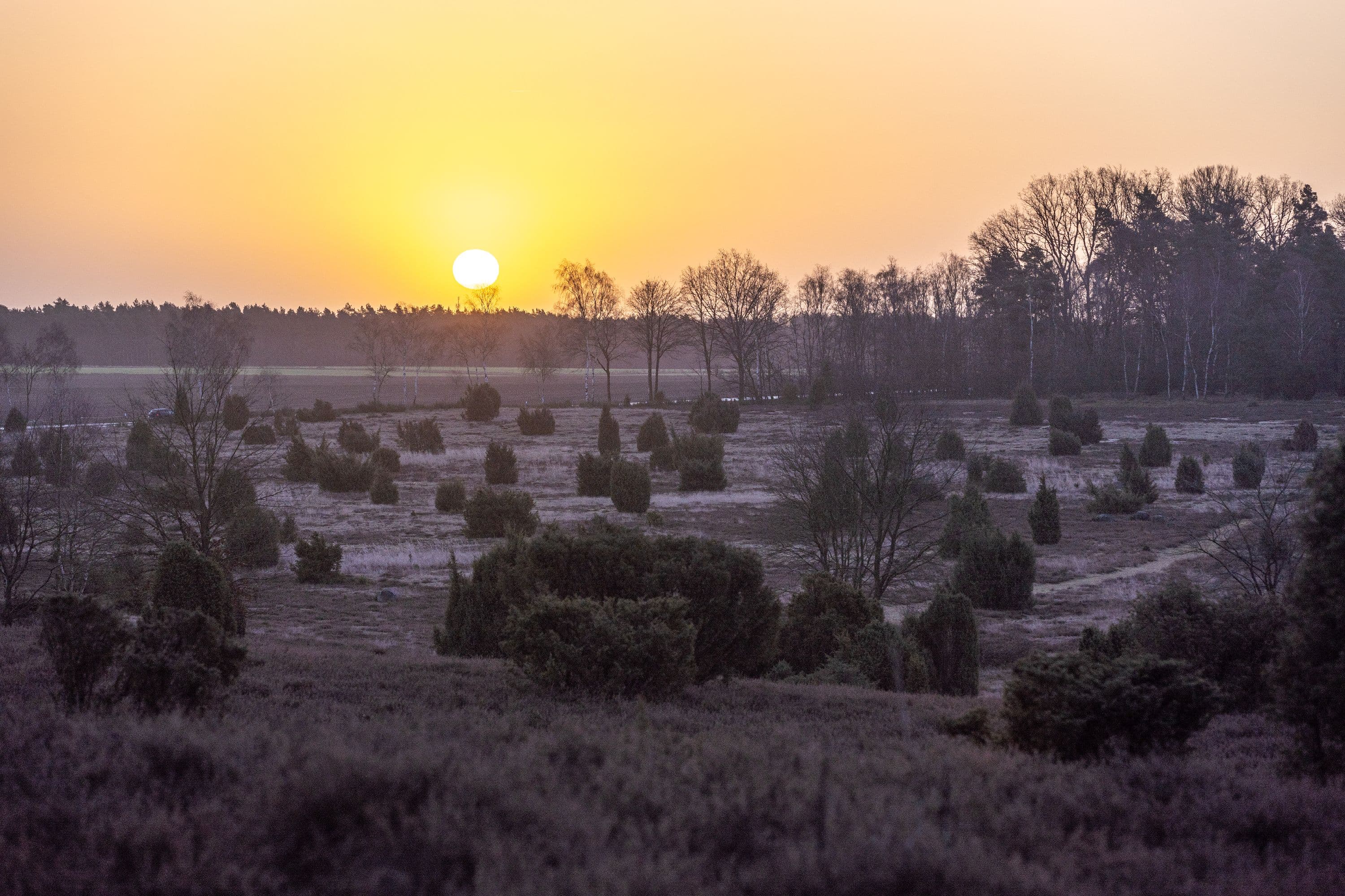 Winterlicher Sonnenaufgang über der Ellerndorfer Wacholderheide