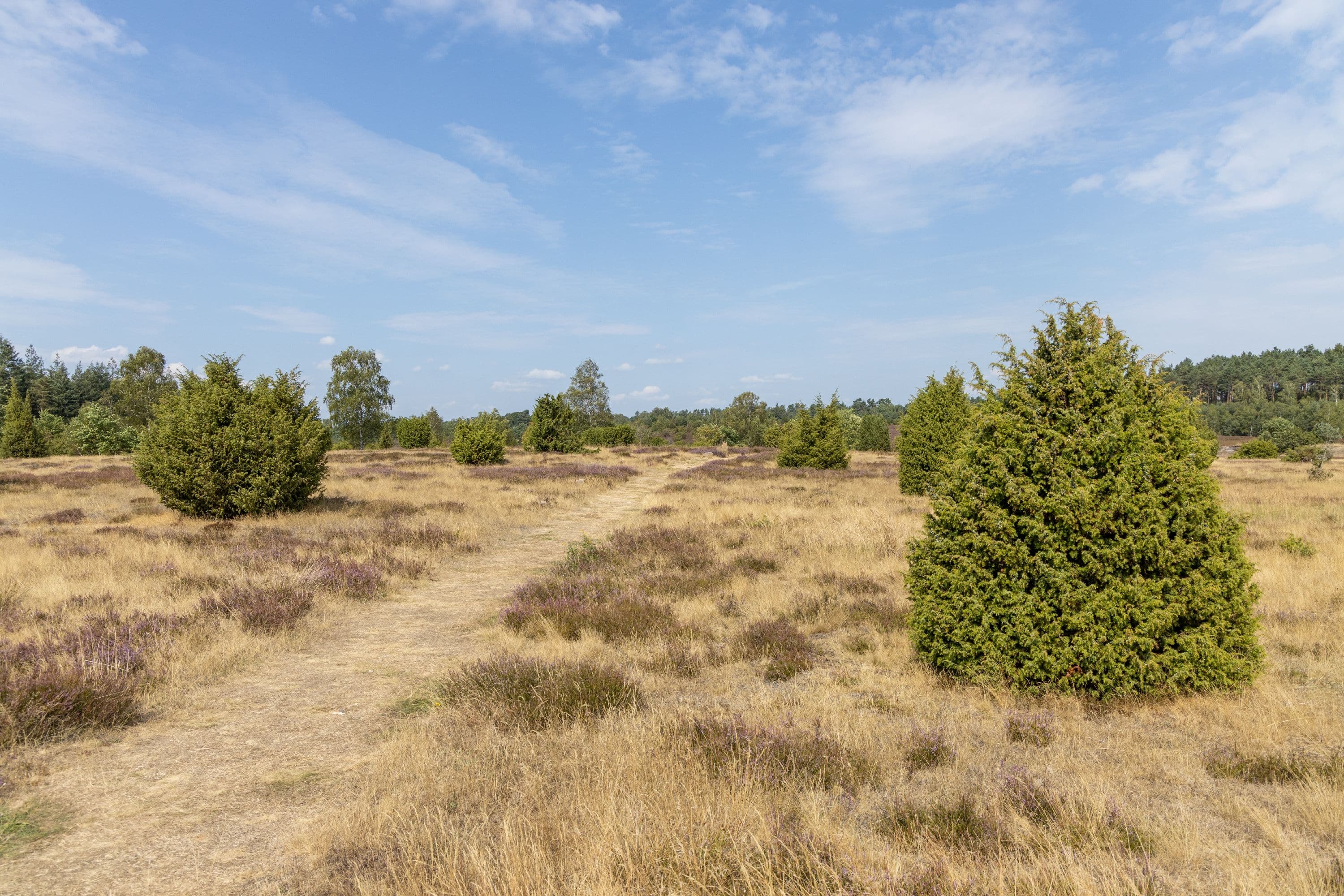 Die Ellerndorfer Wacholderheide zur Heideblüte