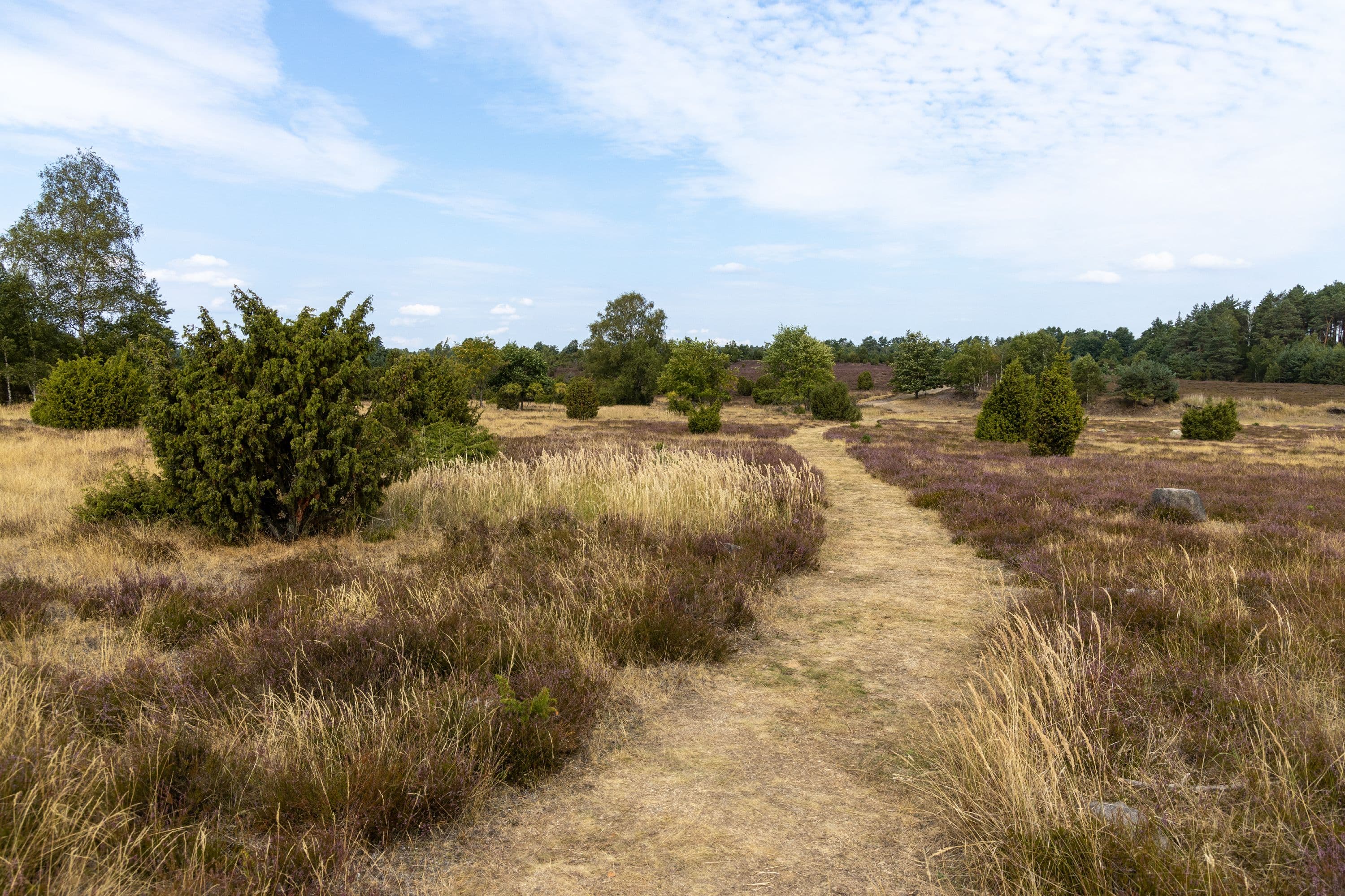 Wanderpfad durch die lila blühende Ellerndorfer Wacholderheide
