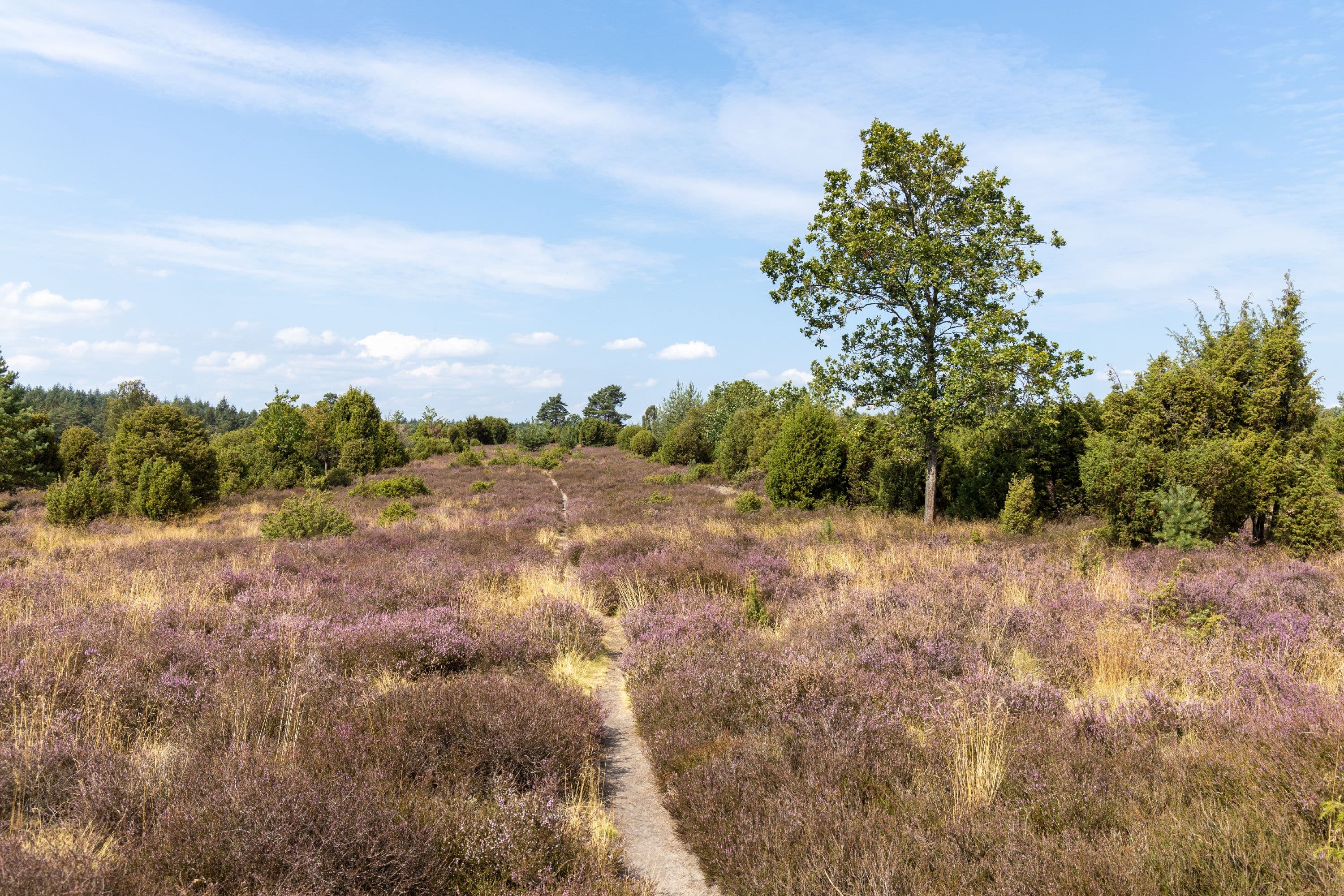 Die Ellerndorfer Wacholderheide zur Zeit der Heideblüte