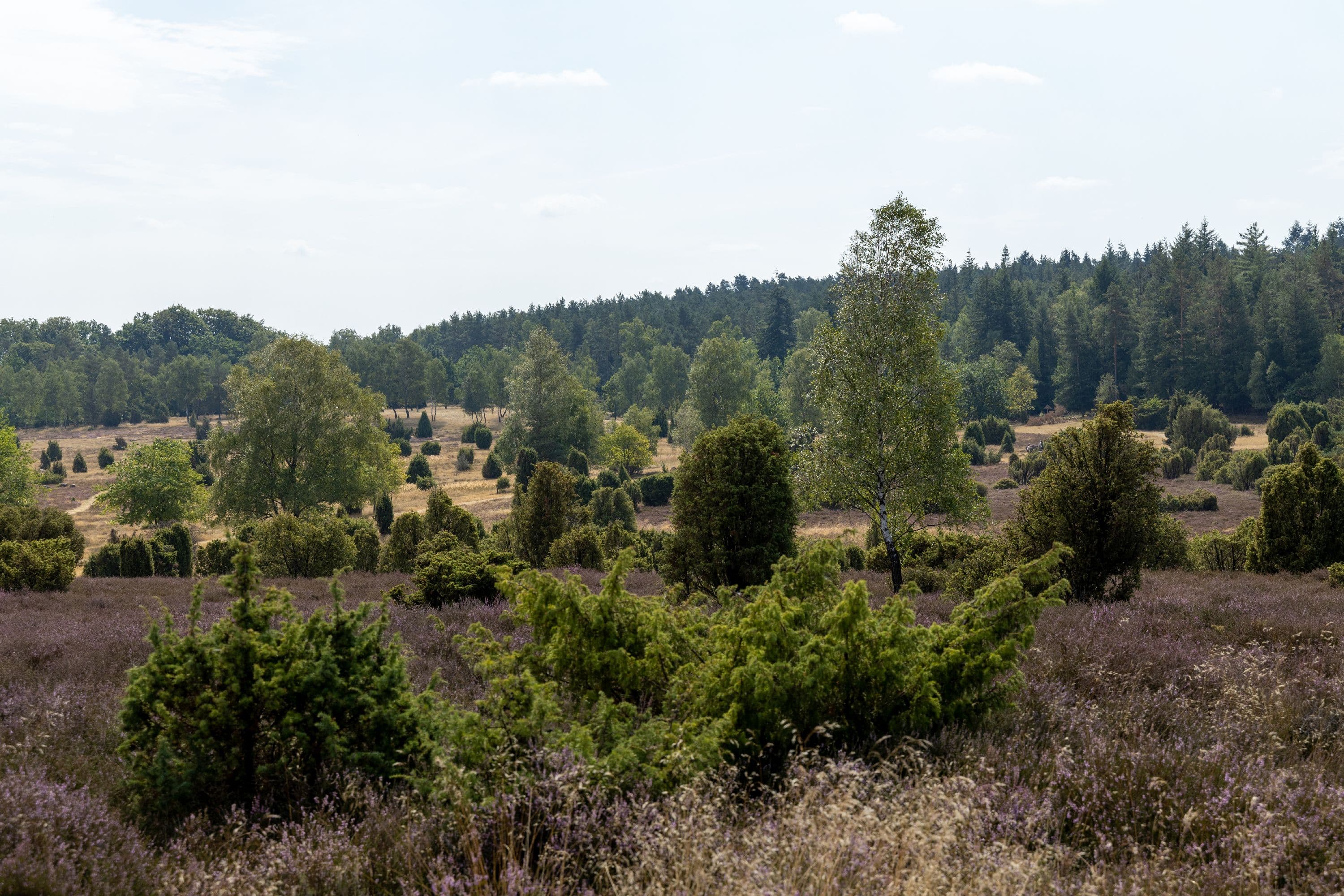 Herrliches Zusammenspiel von Heide und Wacholdern