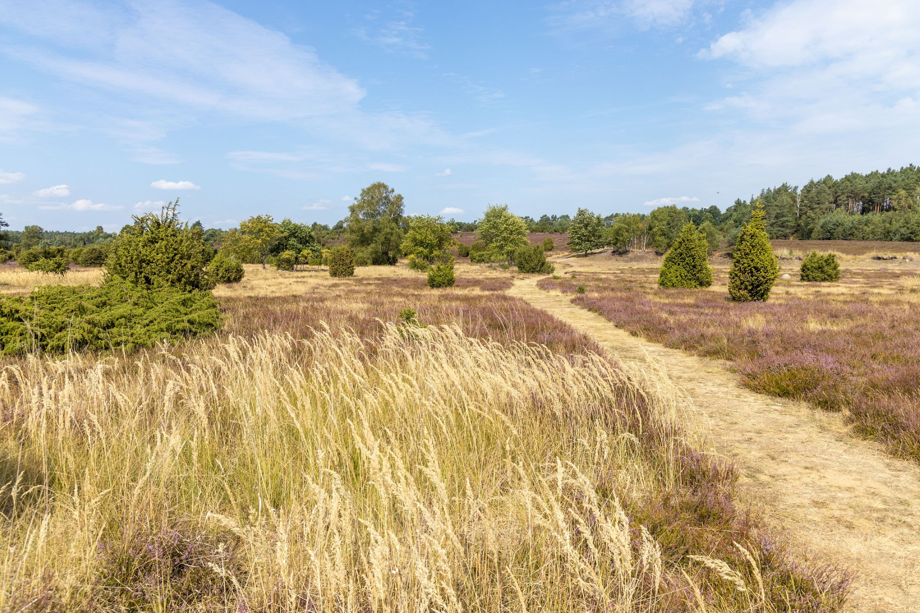 Wanderweg durch die Heidefläche