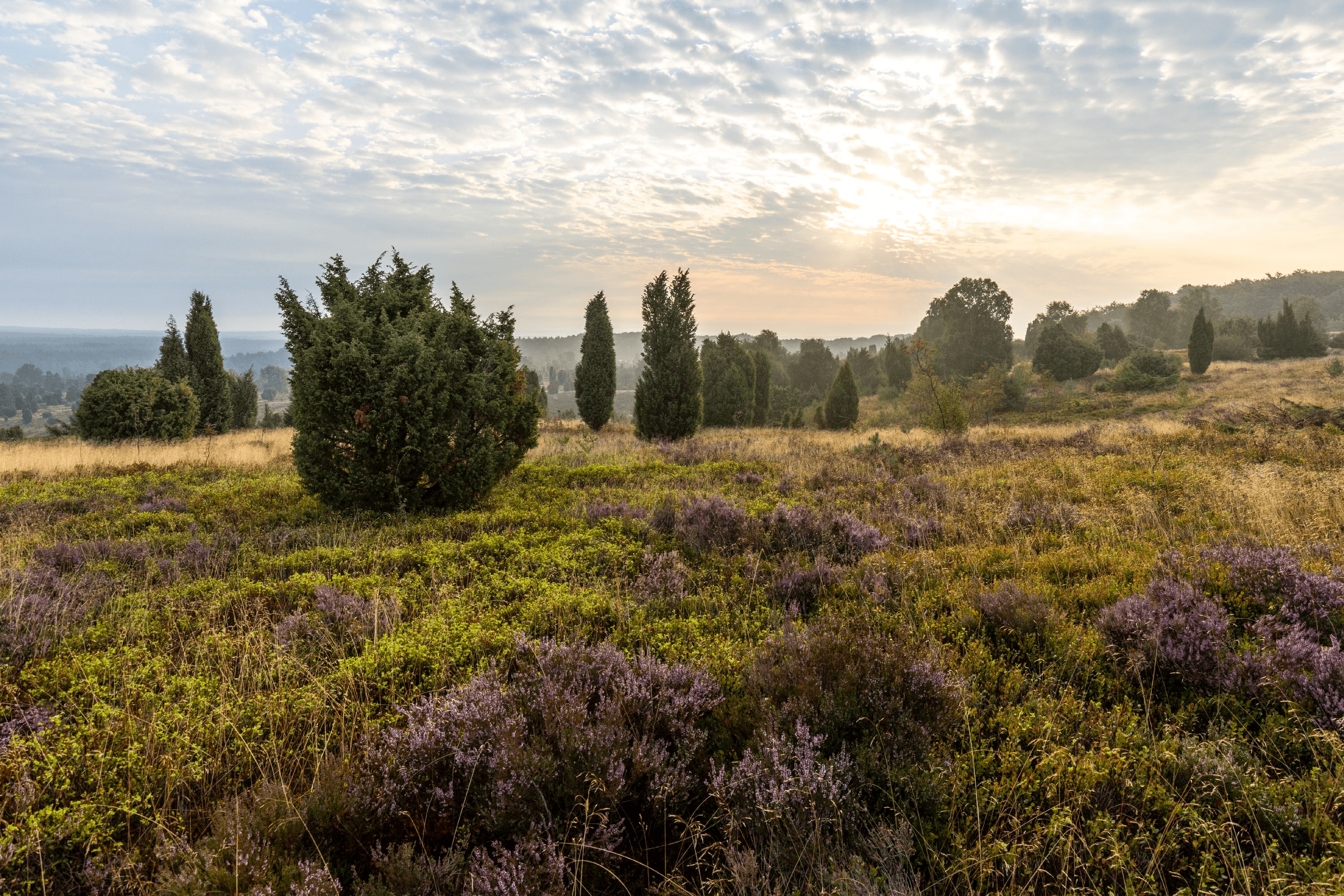 Sonnenaufgang über dem Wilseder Berg