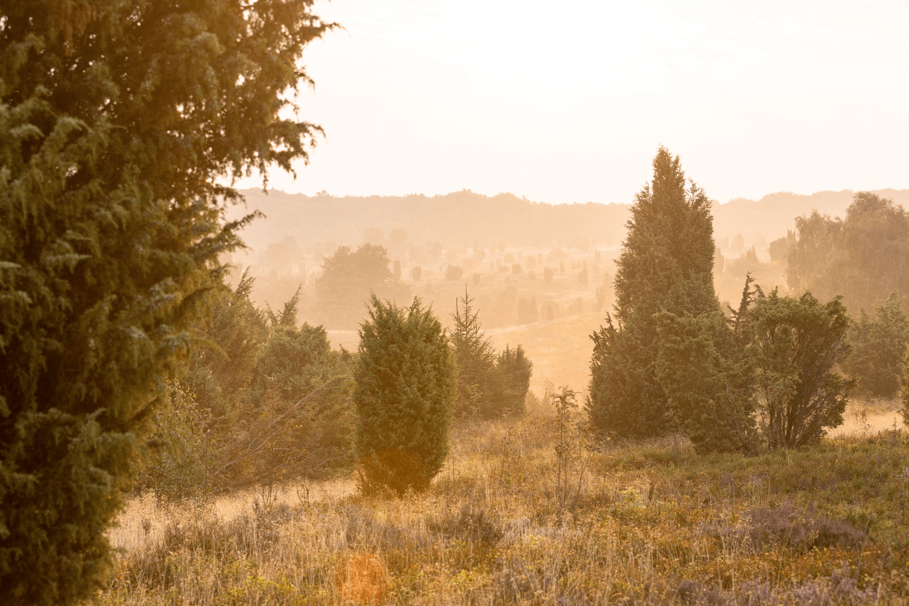 Sonnenaufgang über dem Wilseder Berg