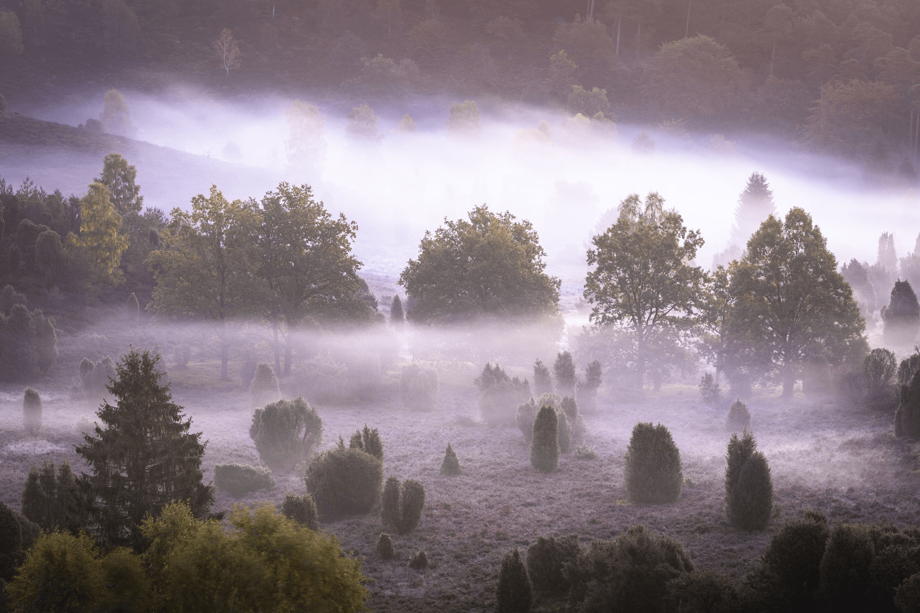 Herbstnebel im Totengrund