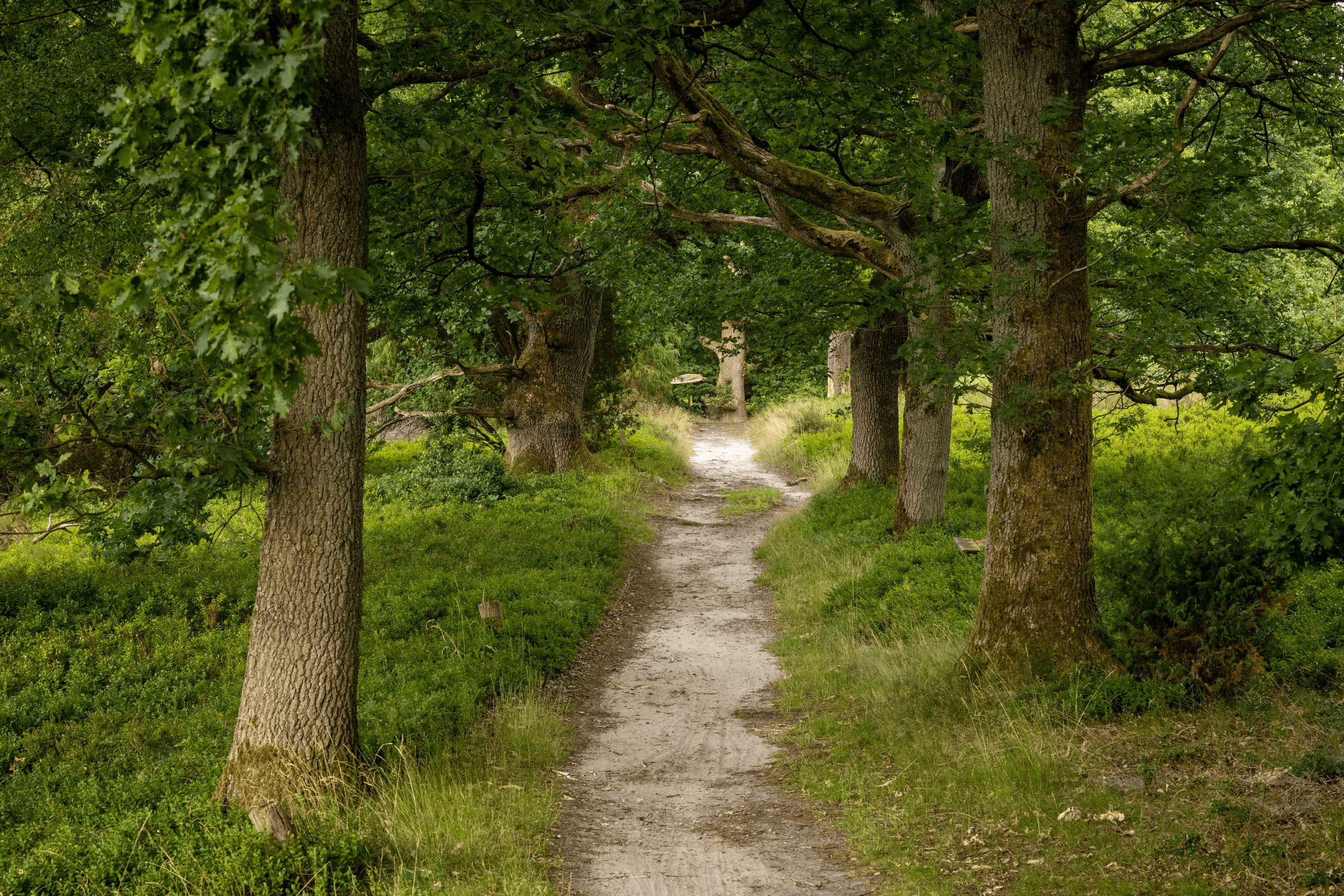 Bispingen Totengrund Wanderweg Sommer