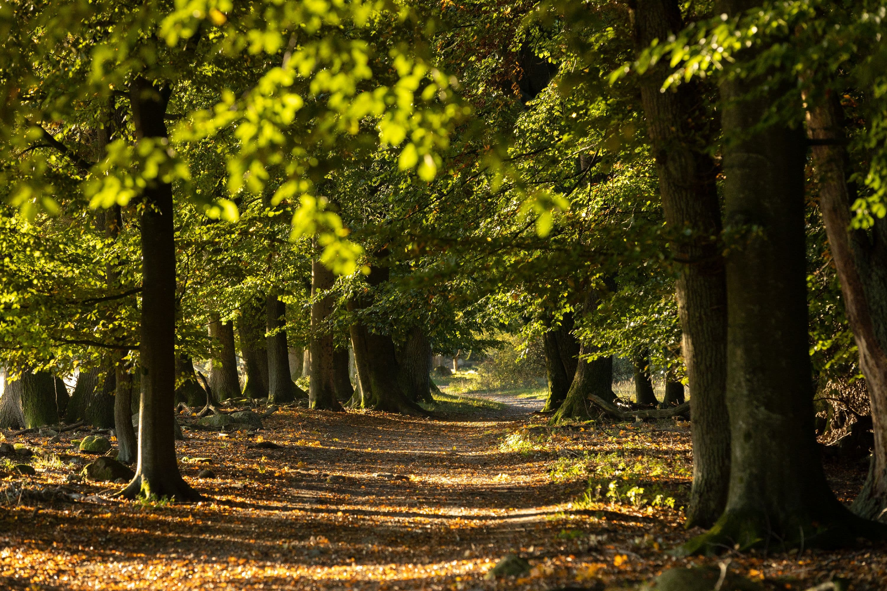 Idyllischer Wanderweg zum Totengrund