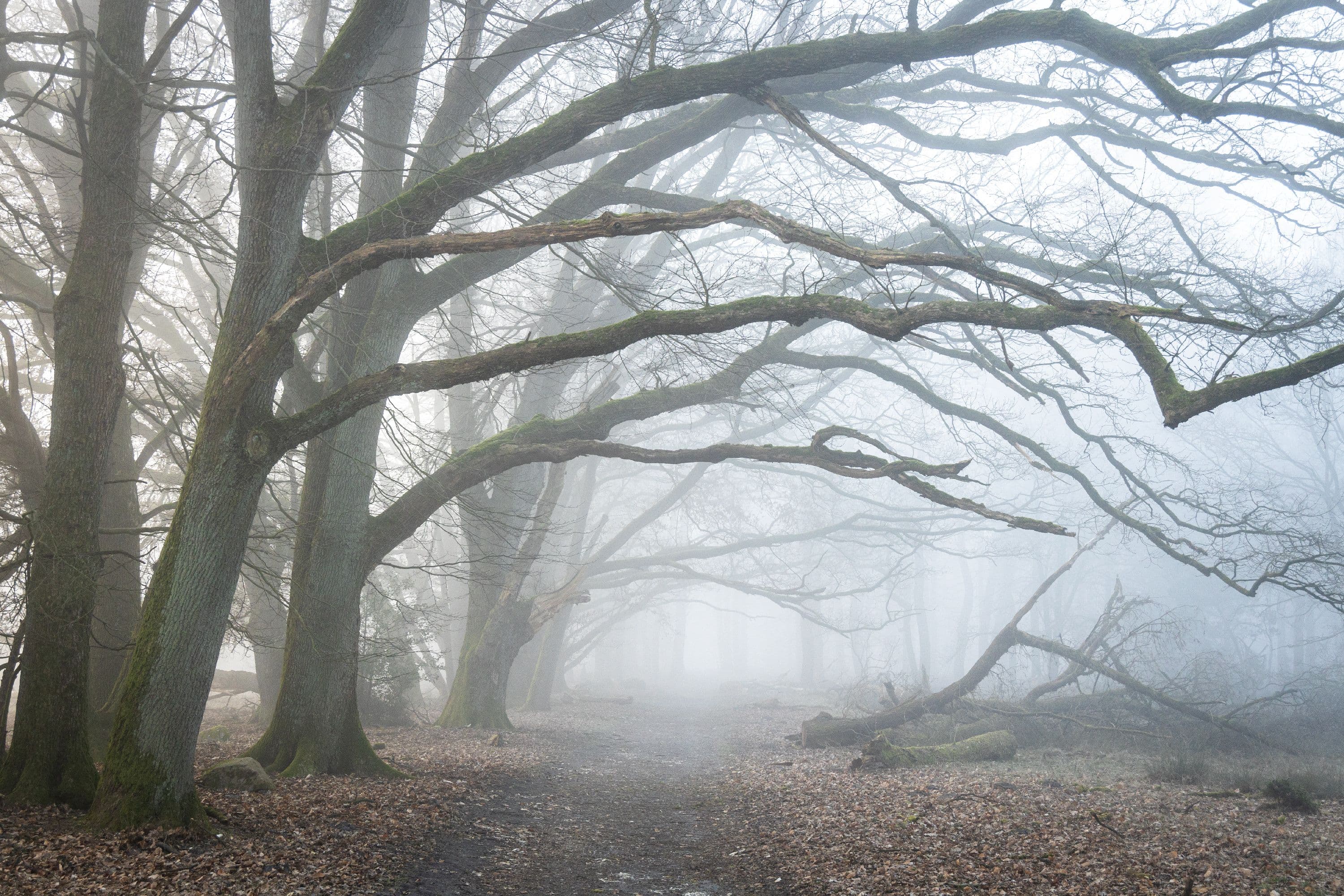 Wanderung zum Totengrund im mystischen Herbstnebel