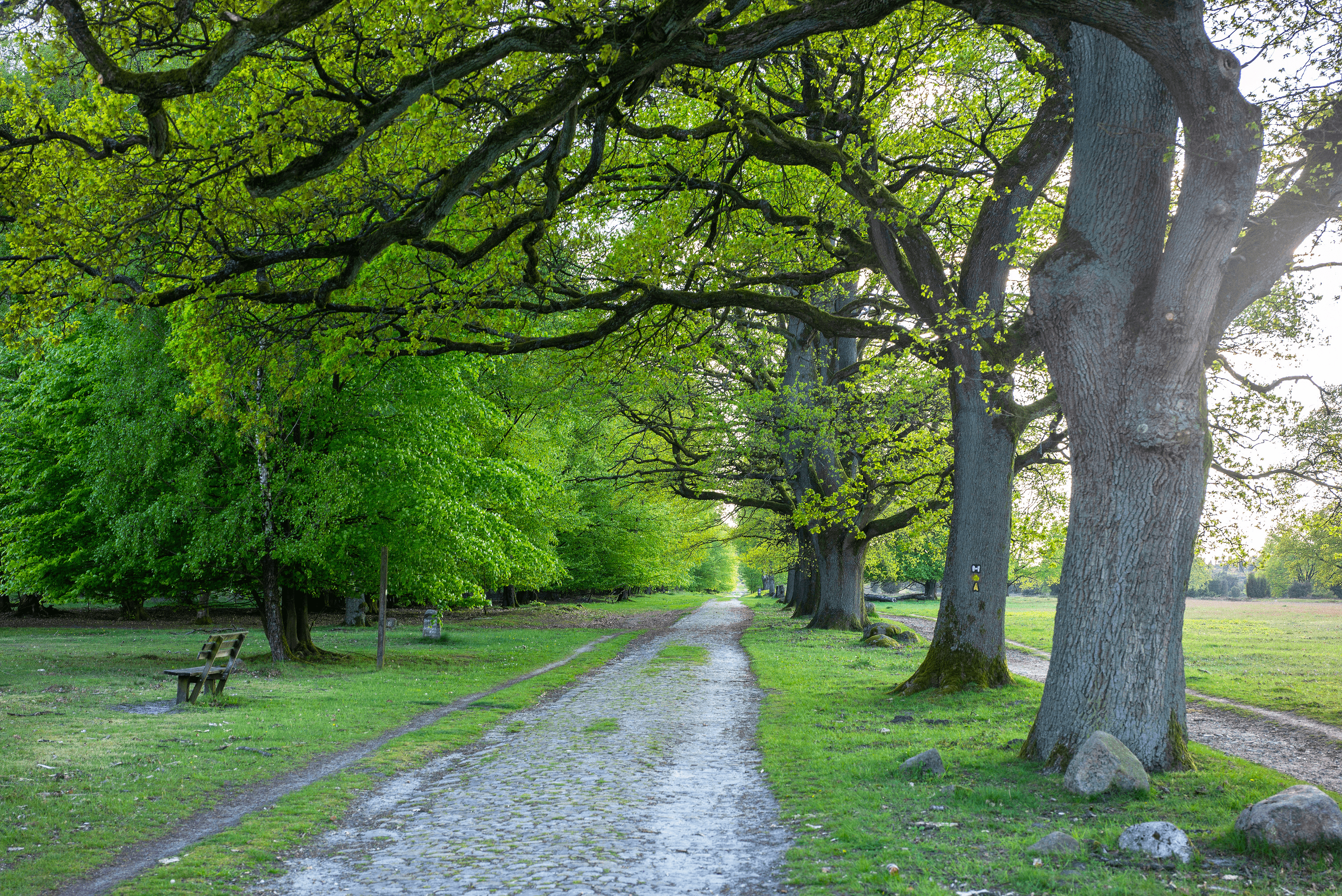 Wanderweg zum Wilseder Berg im Frühling