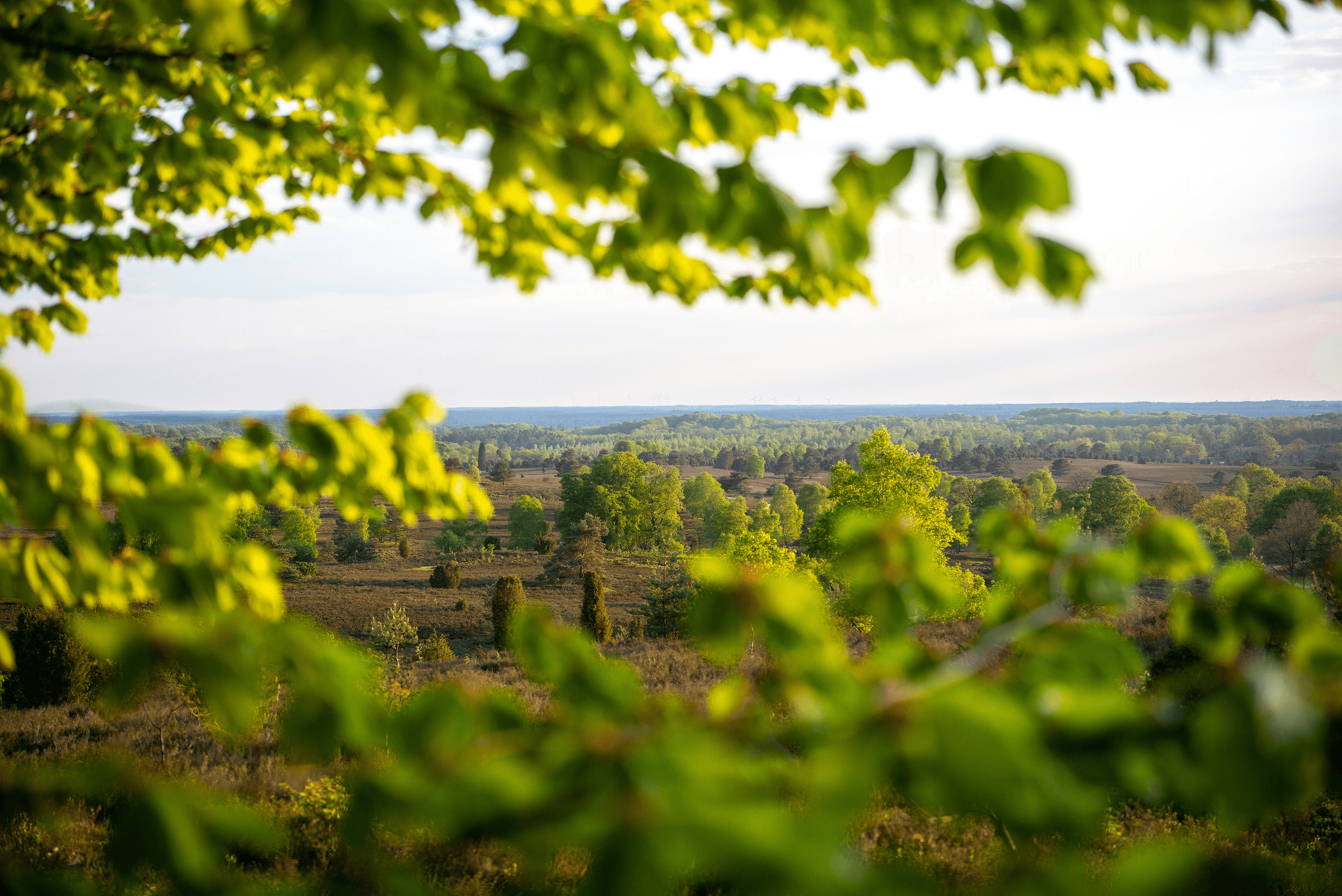 Ausblick vom Wilseder Berg im Frühling