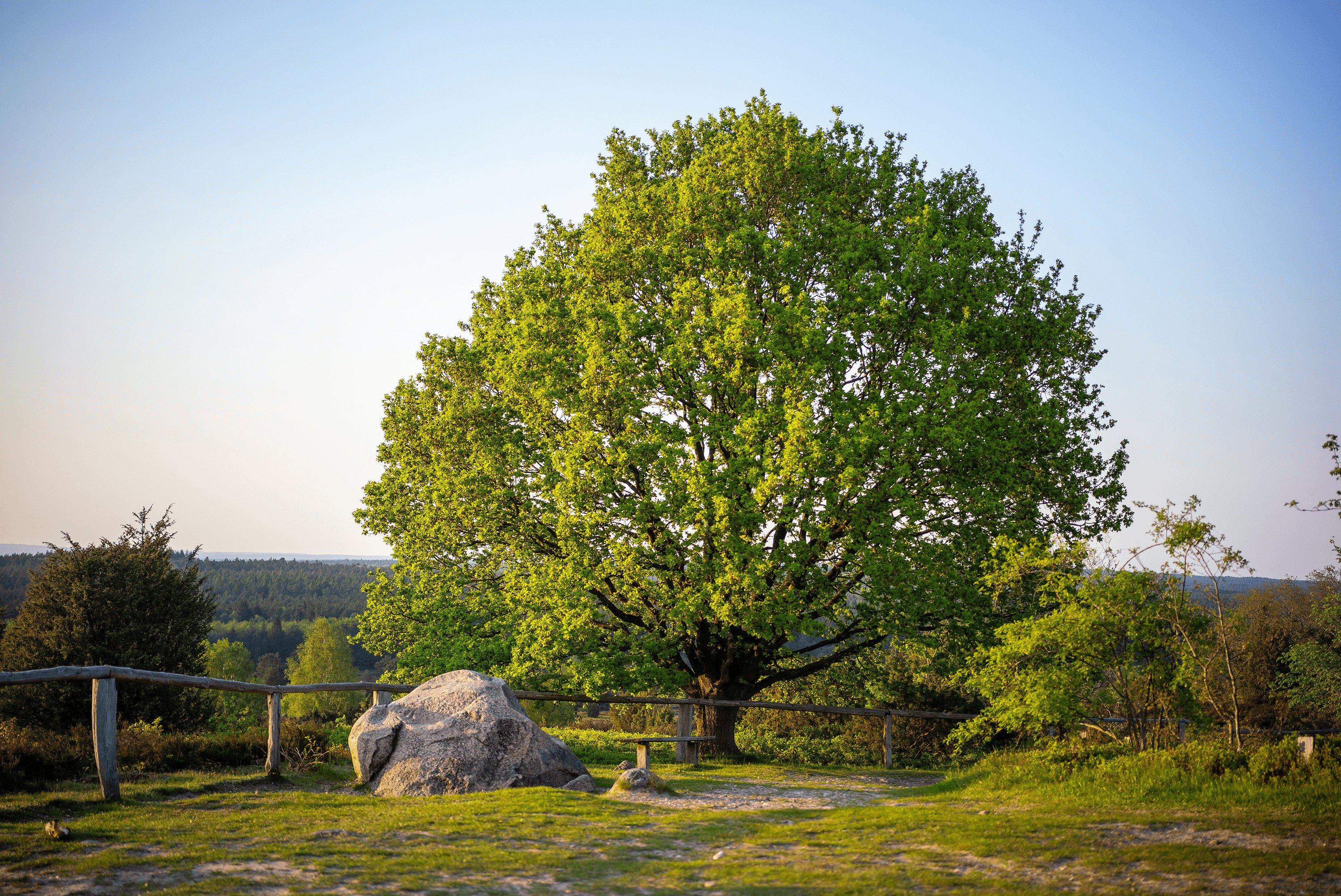 Auf dem Wilseder Berg im Frühling