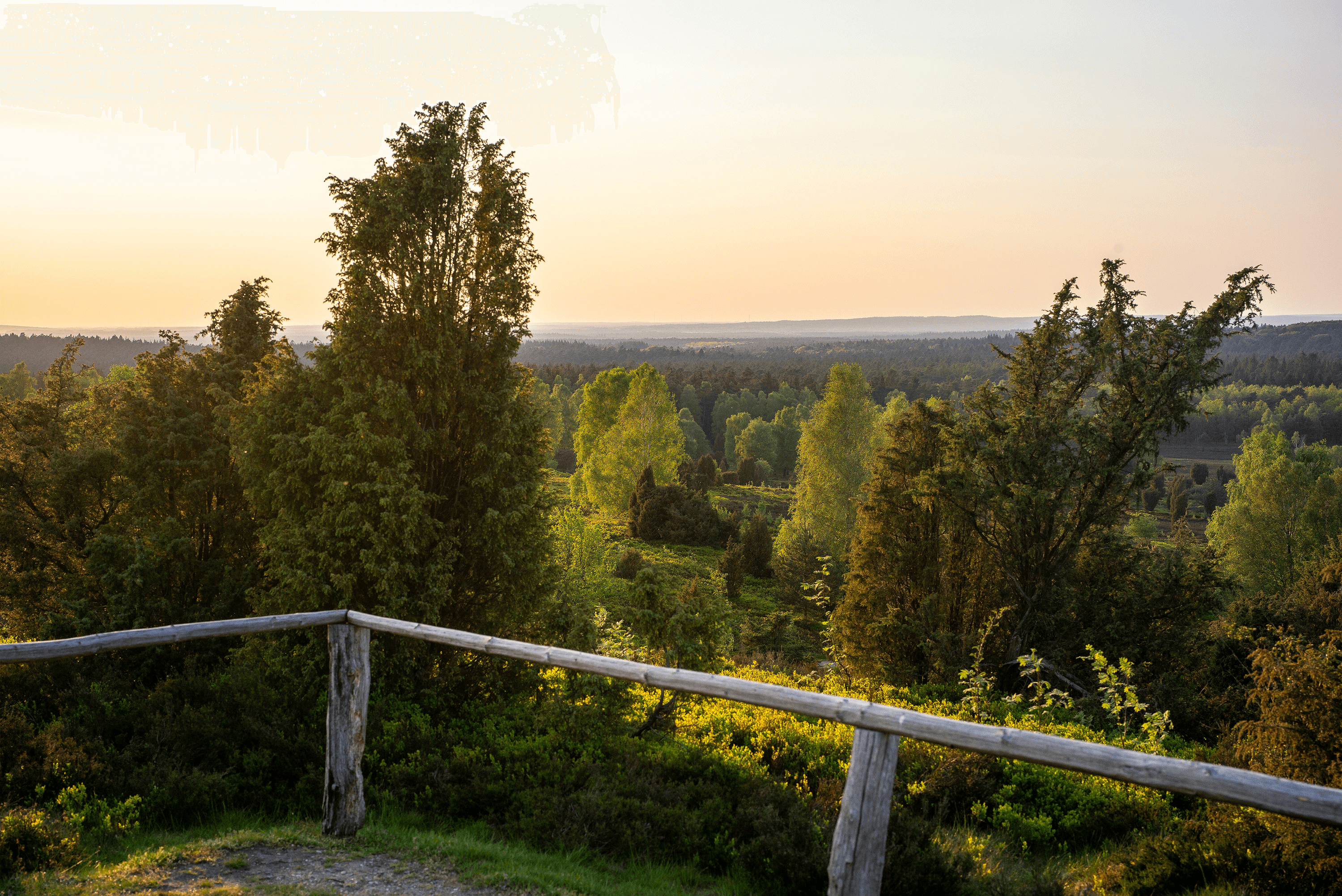 Auf dem Wilseder Berg im Sonnenuntergang