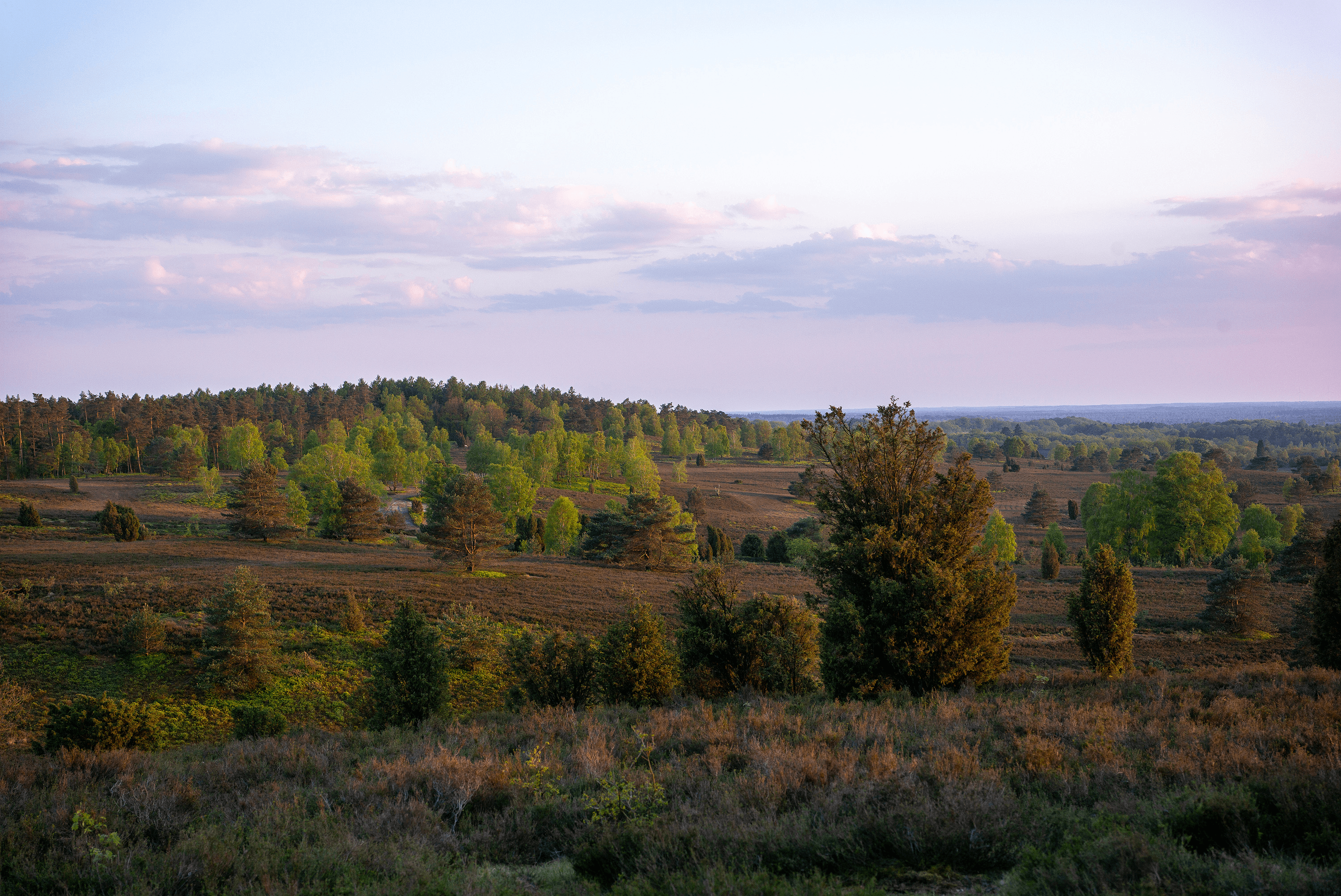 Sonnenuntergang über der Heidefläche am Wilseder Berg