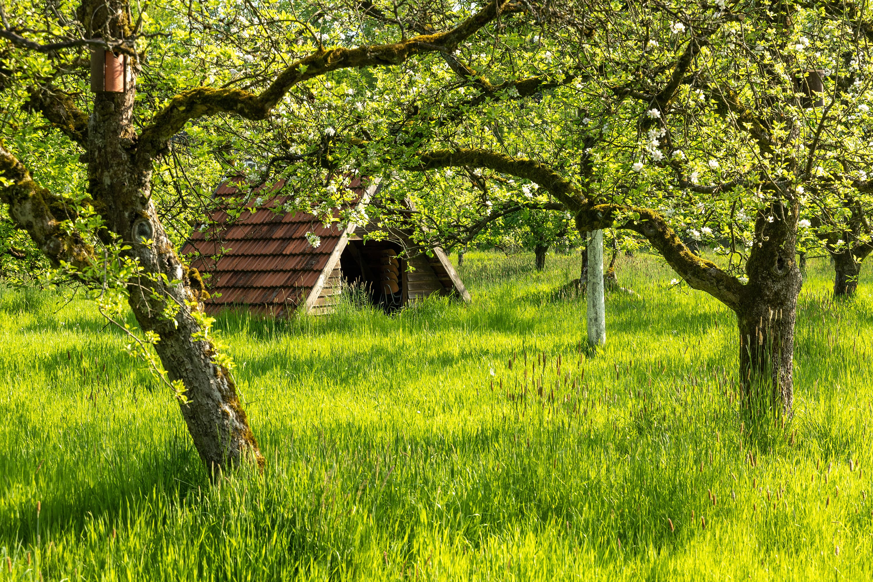 Blick auf die Obstbäume in Breidings Garten auf der Wiese