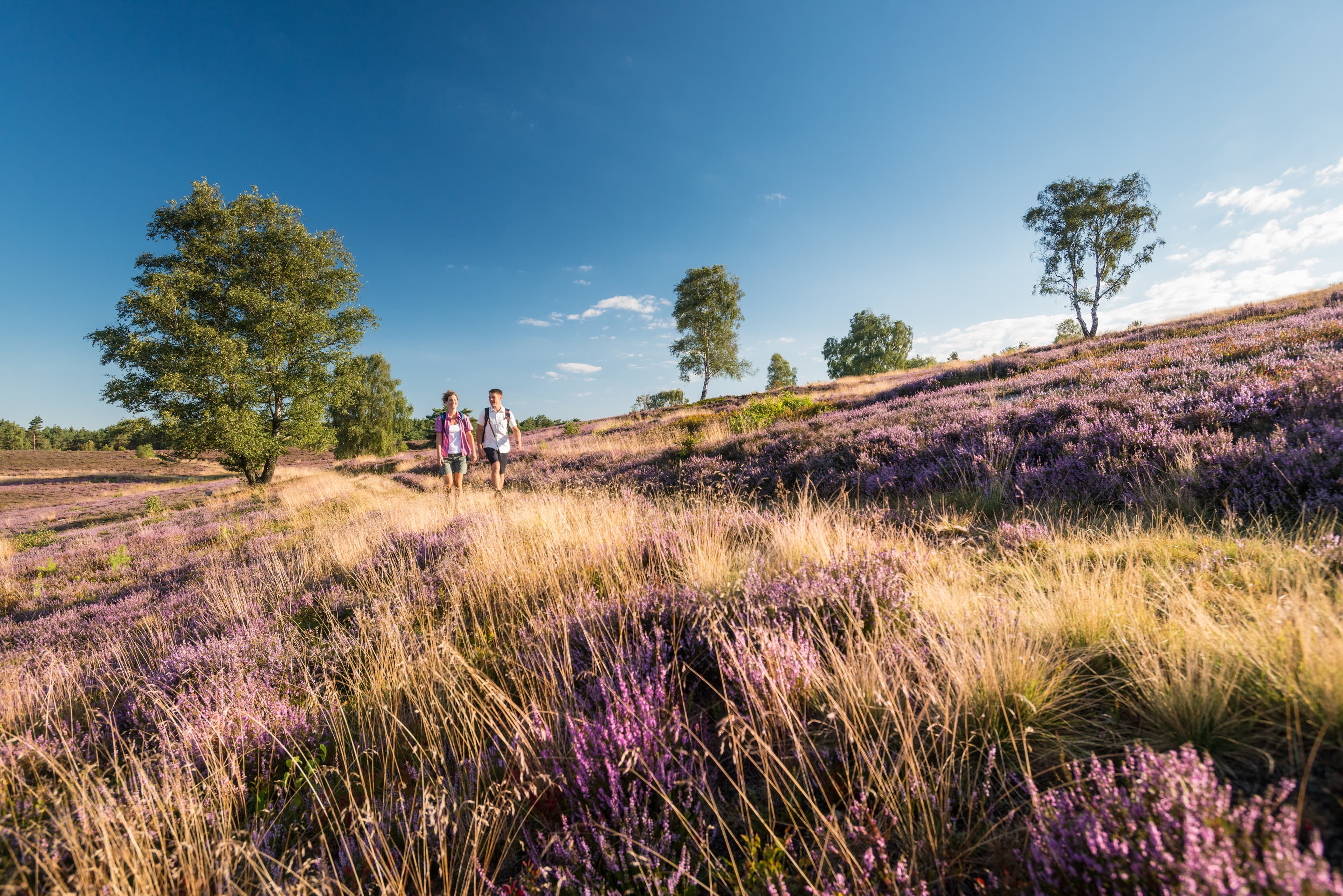 Pilgern am Brunsberg während der Heideblüte