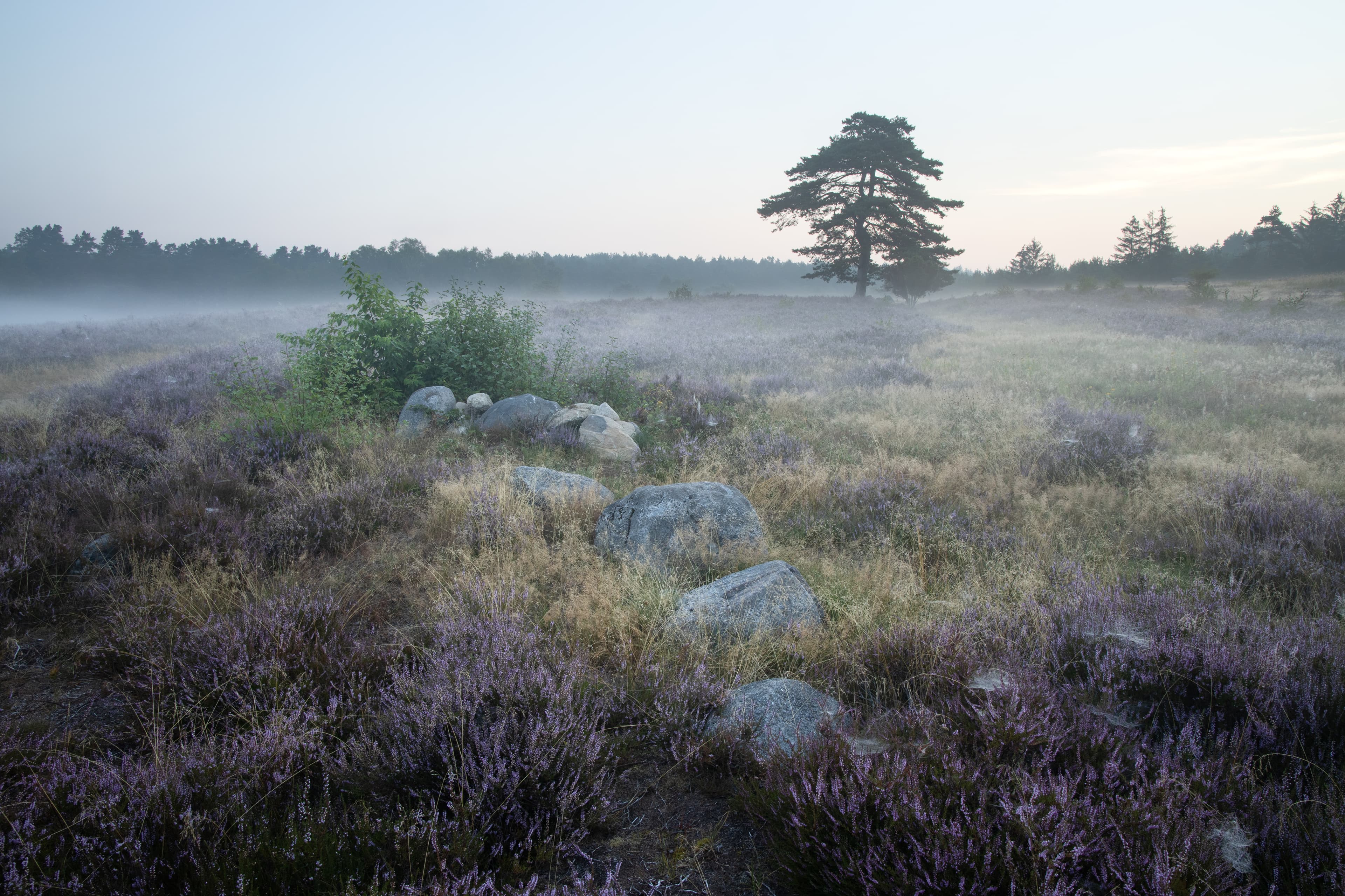 Die Kronsbergheide mit Frühnebel. Ein tolles Wandergebiet