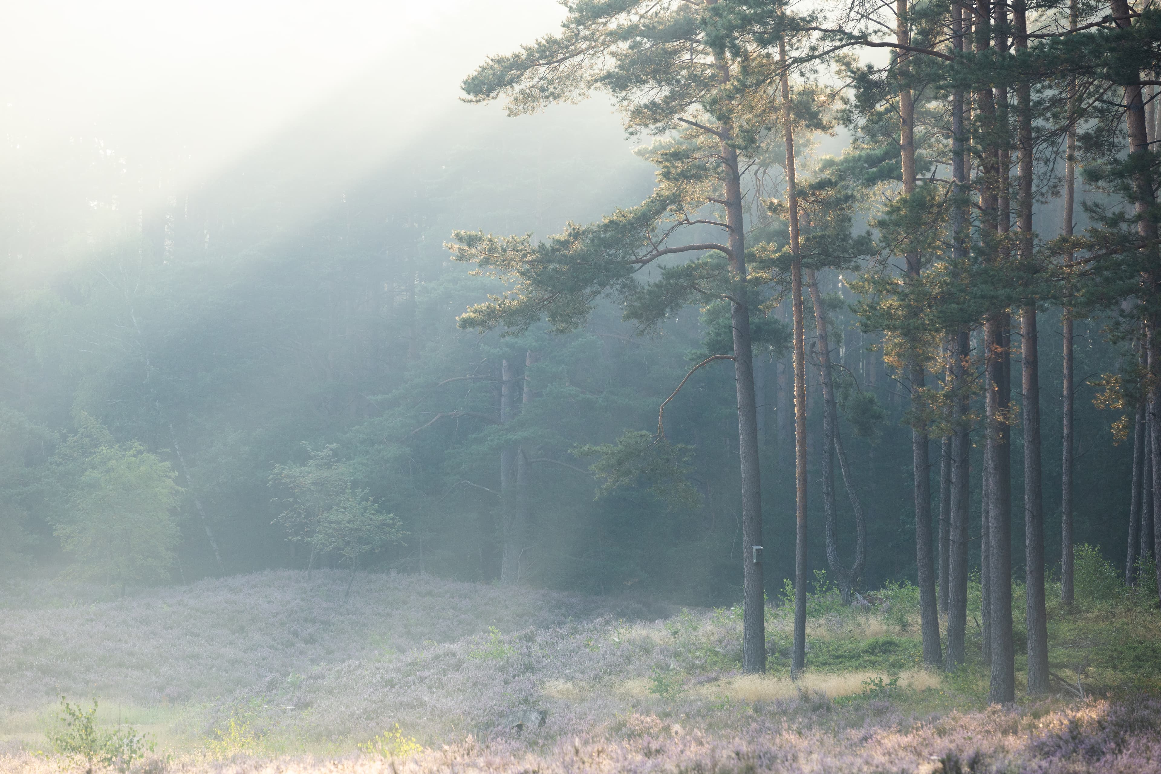 Wandern in der Kronsbergheide bei Amelinghausen