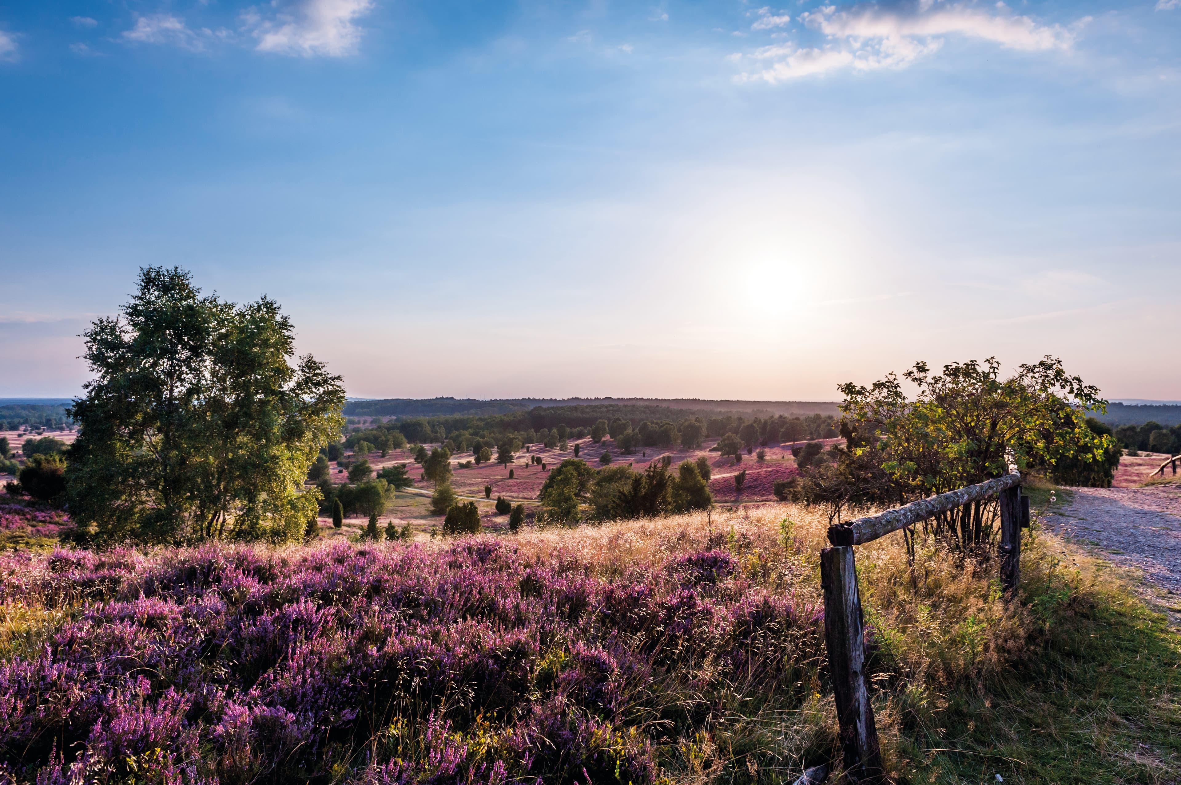 Wanderweg Lila Krönung: Blick vom Wilseder Berg