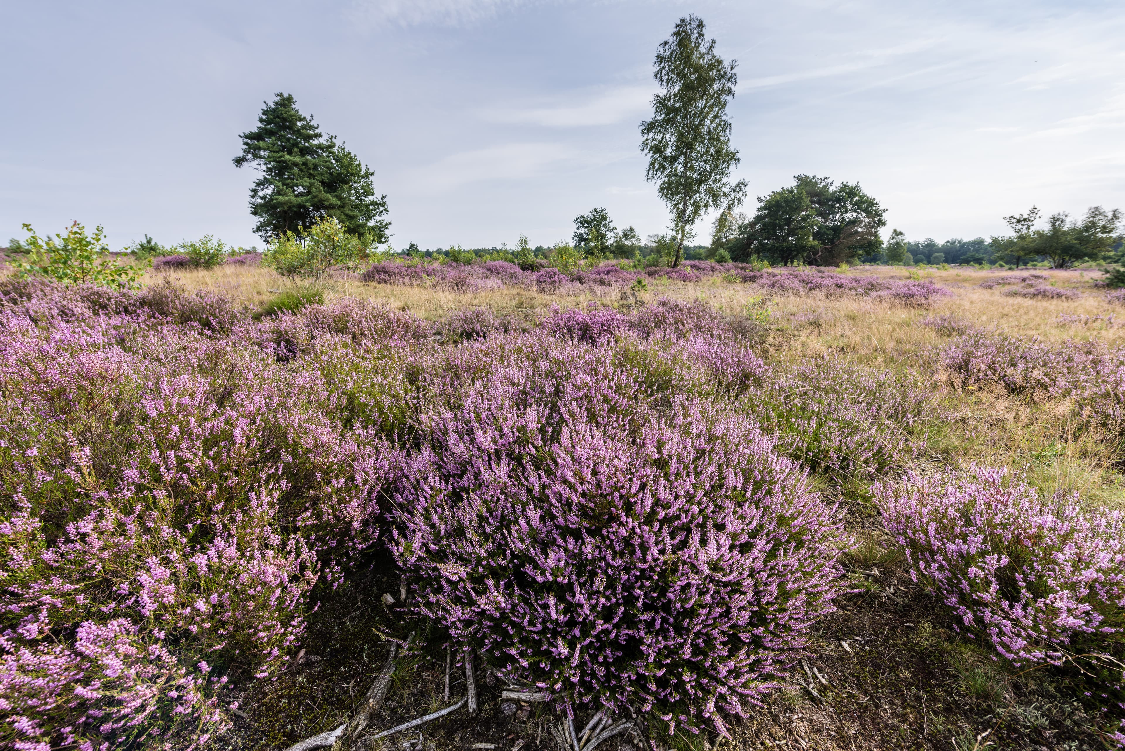 Die Osterheide Schneverdingen auf dem Wanderweg Lila Krönung