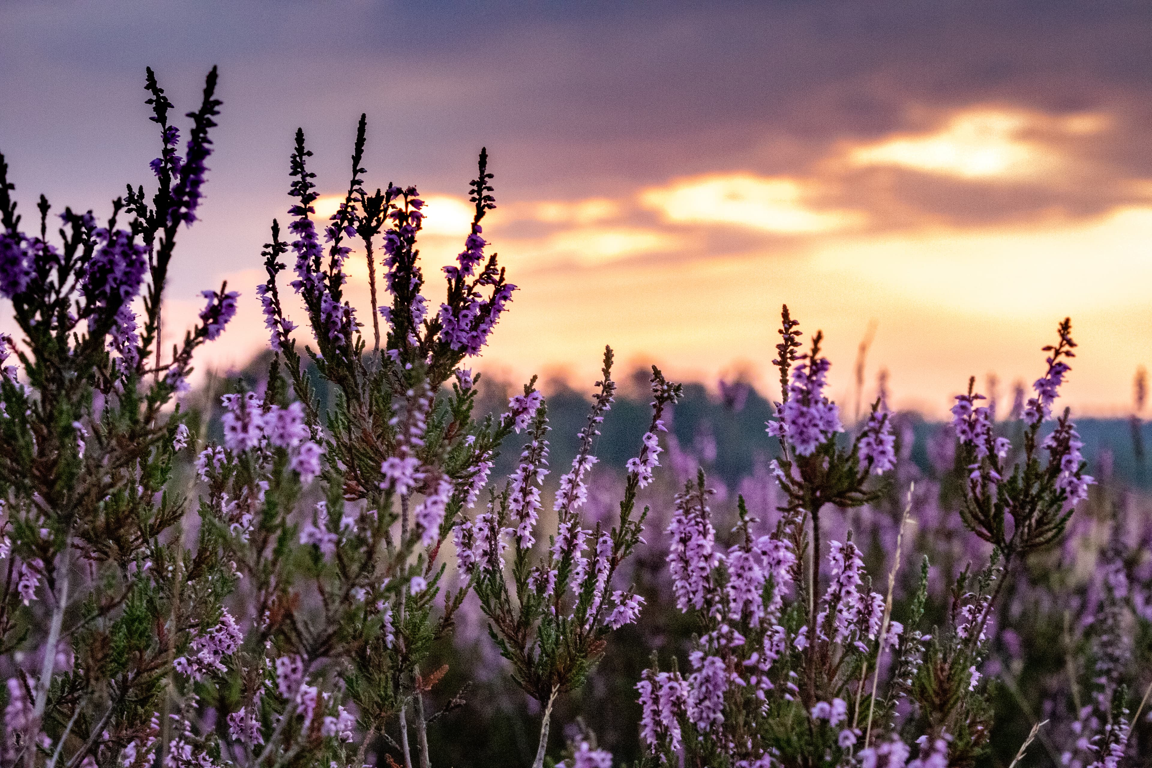 Während der Heideblüte ist der Wanderweg Lila Krönung die Krönung