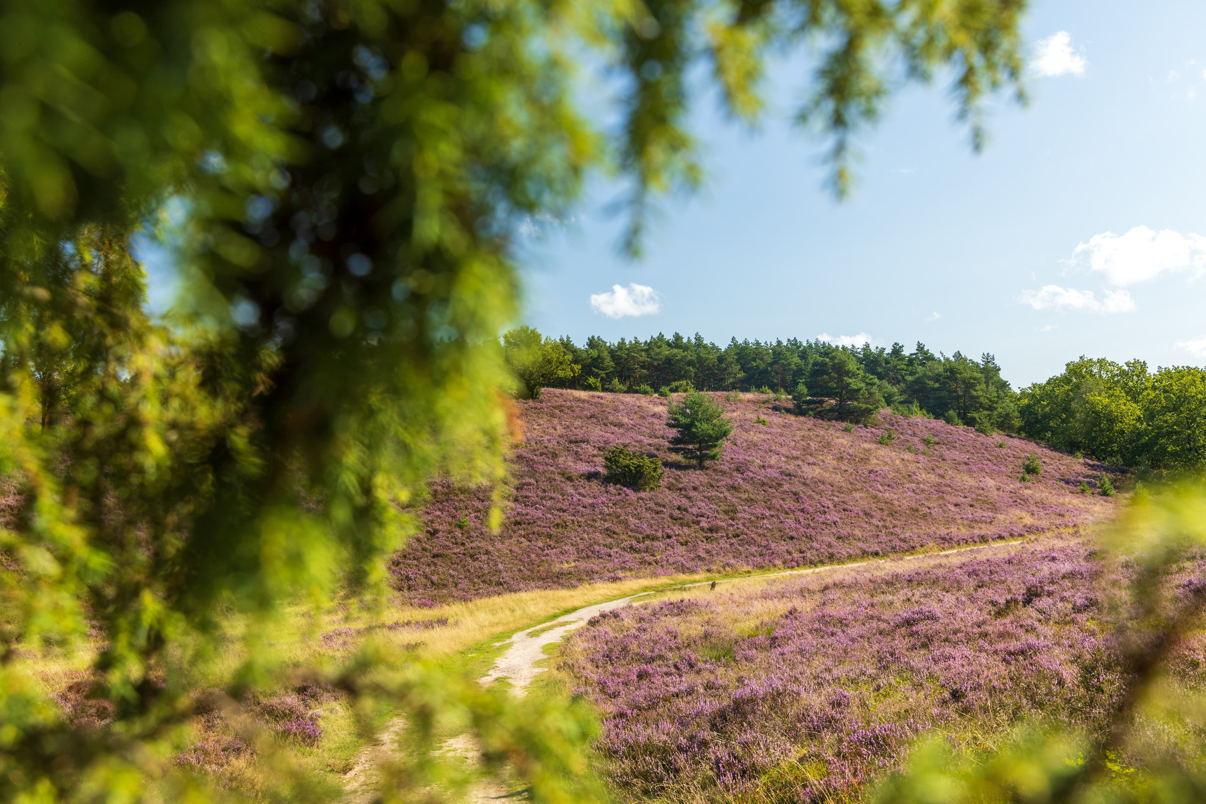 Wanderweg Lila Krönung am Wilseder Berg