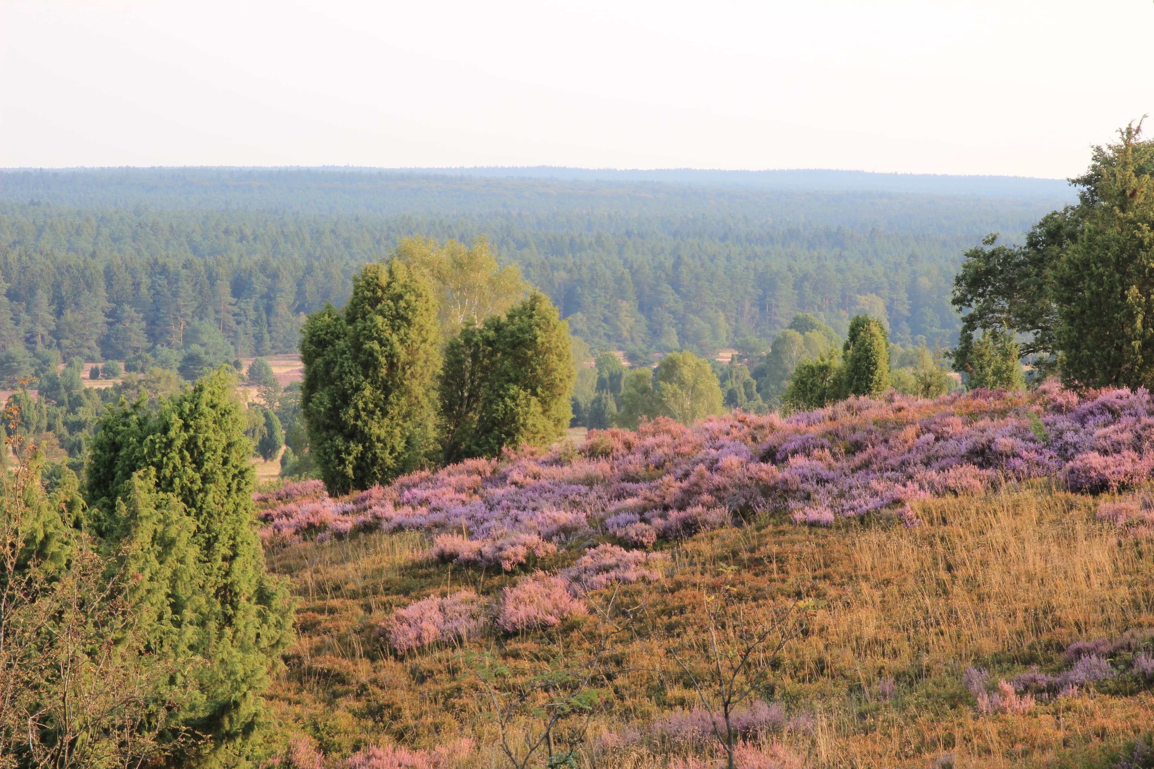 Blick vom Wilseder Berg auf dem Leine Heide Radweg