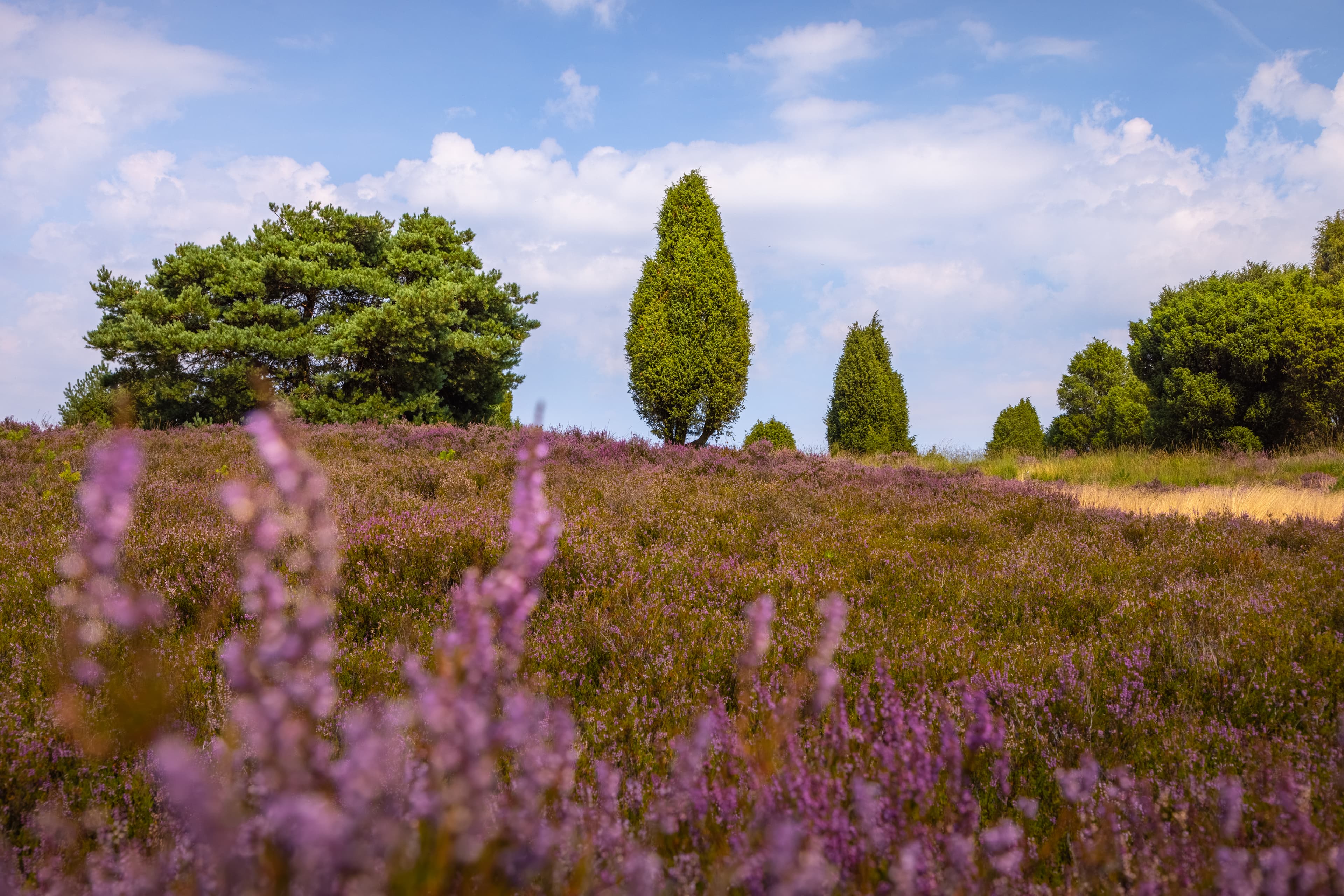 Radtouren durch die Heide