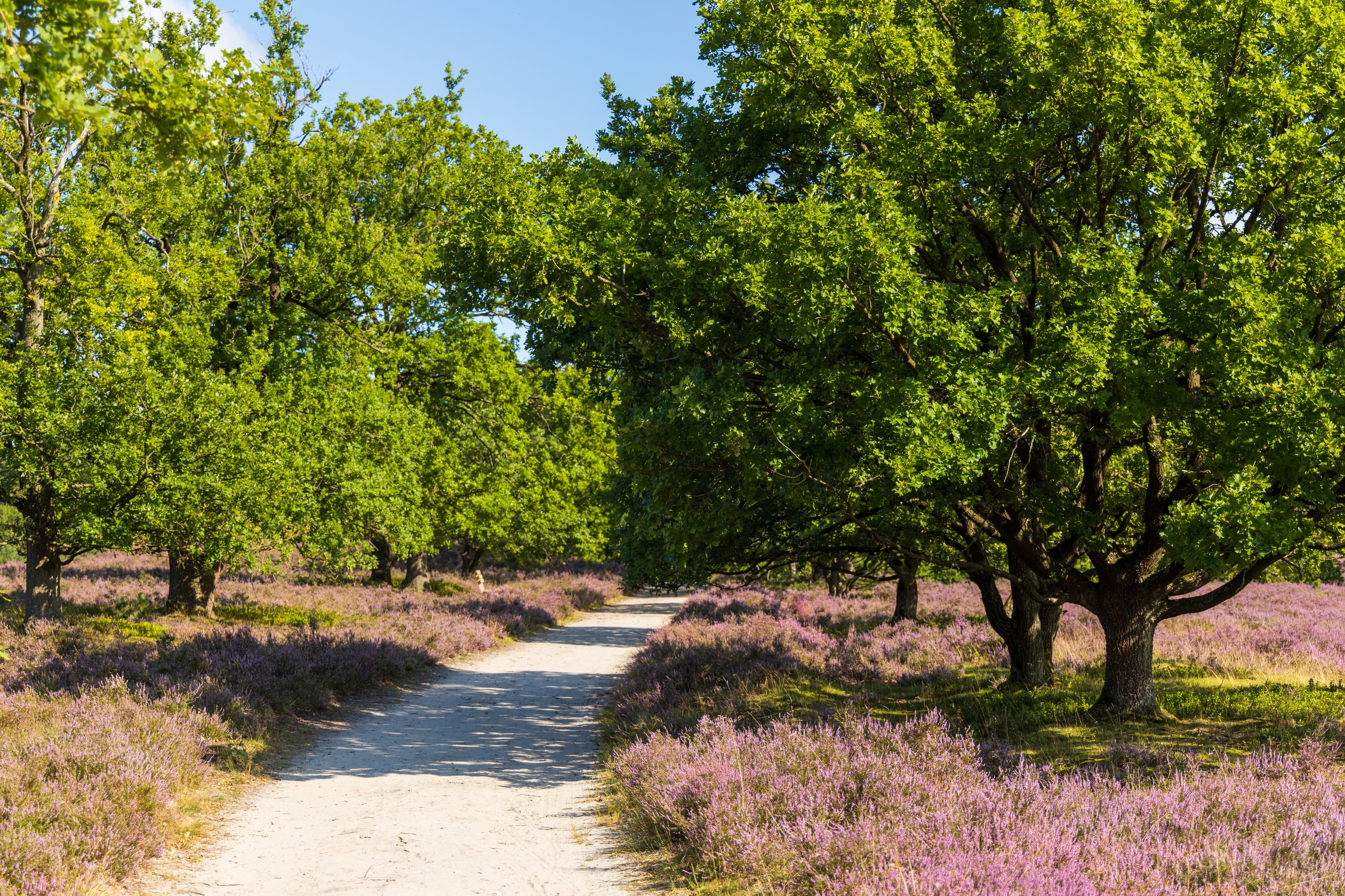 Wandern in der Nähe auf der Heideschleife Wilseder Berg