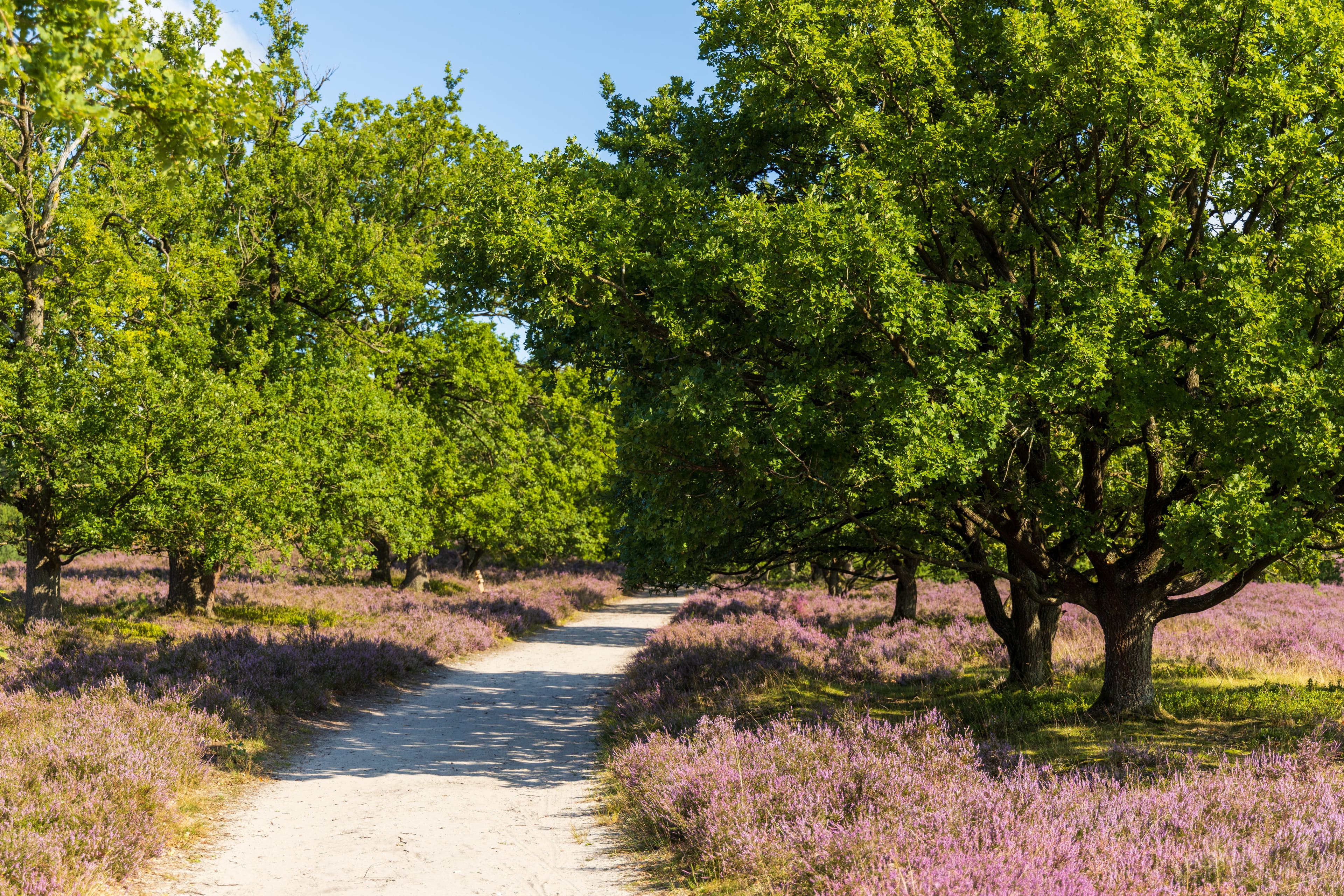 Wanderweg Heideschleife Wilseder Berg