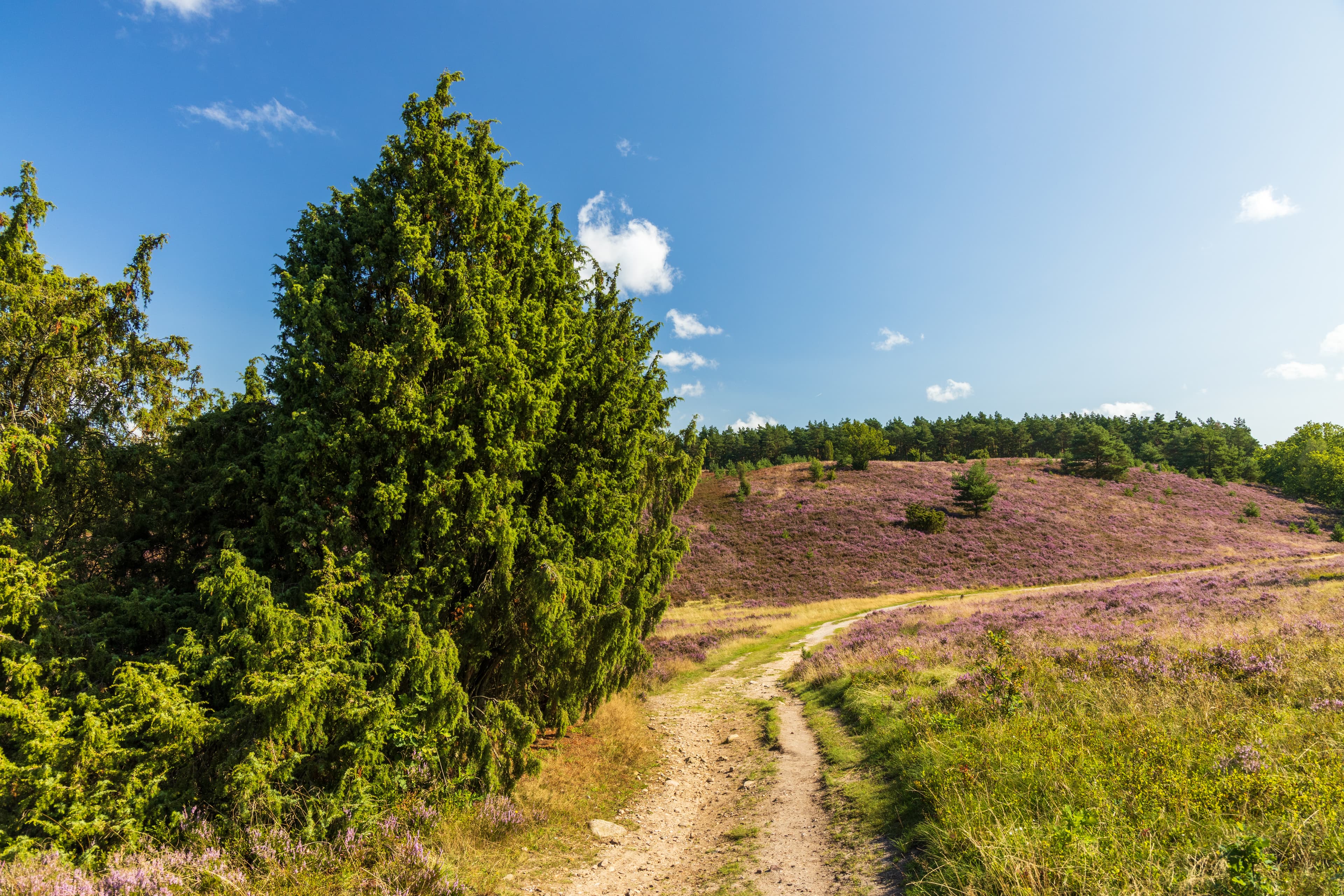 Wanderungen auf der Heideschleife Wilseder Berg