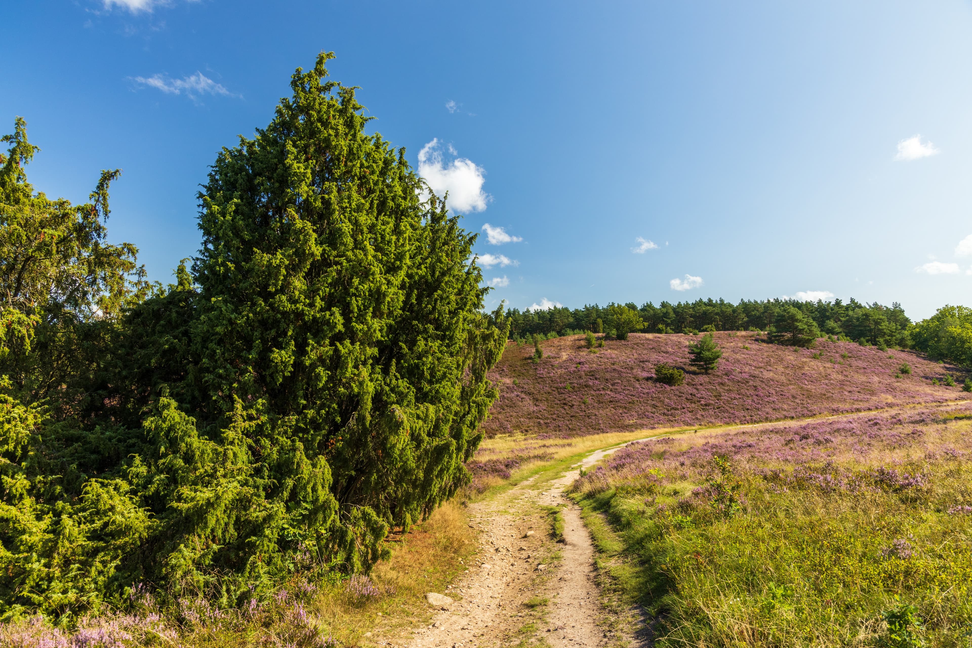 Der Wanderweg Heideschleife kurz vor dem Wilseder Berg