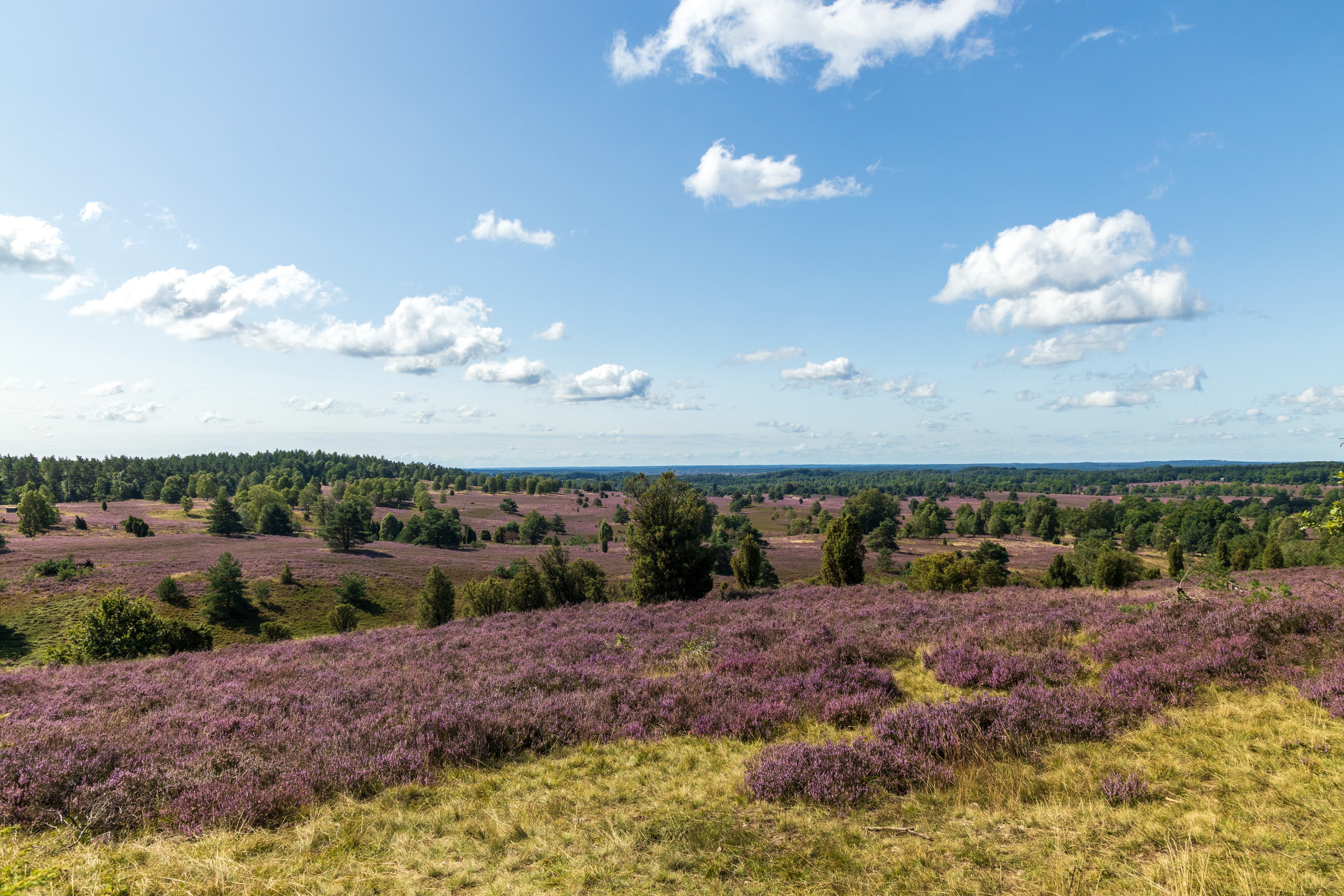 Blick vom Wilseder Berg auf der Heideschleife