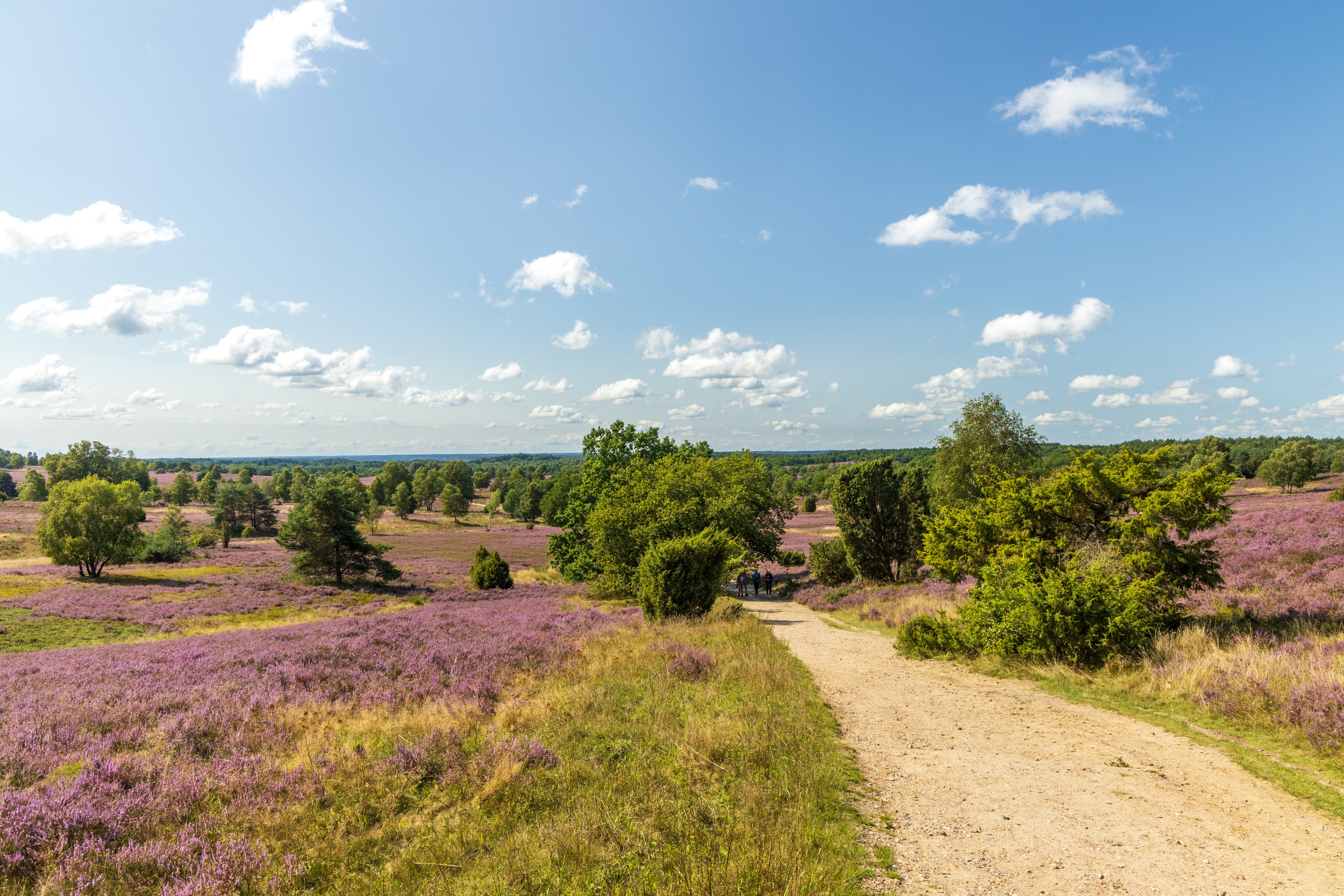 Wanderung auf der Heideschleife Wilseder Berg