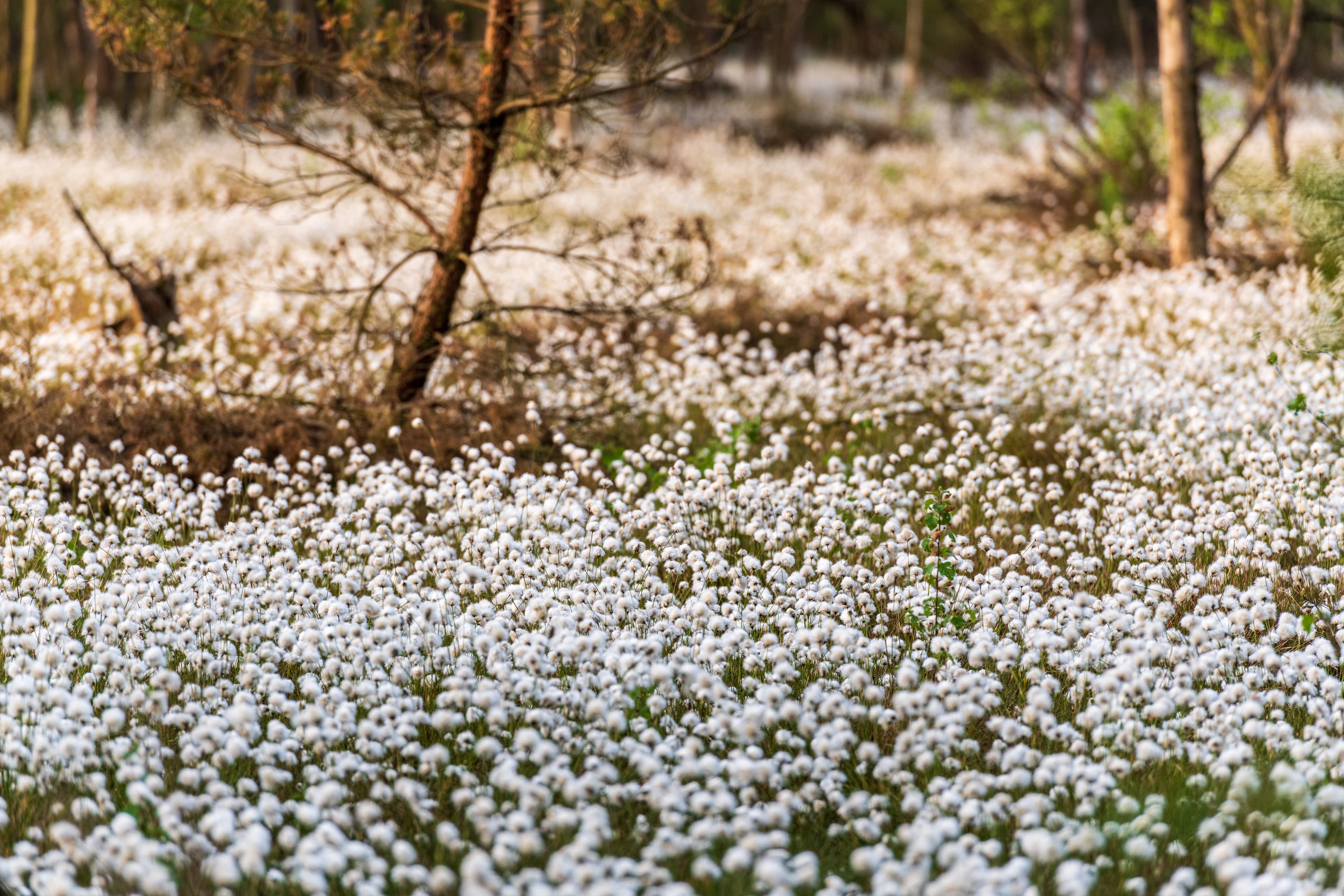 Heideschleife Pietzmoor zur Wollgrasblüte