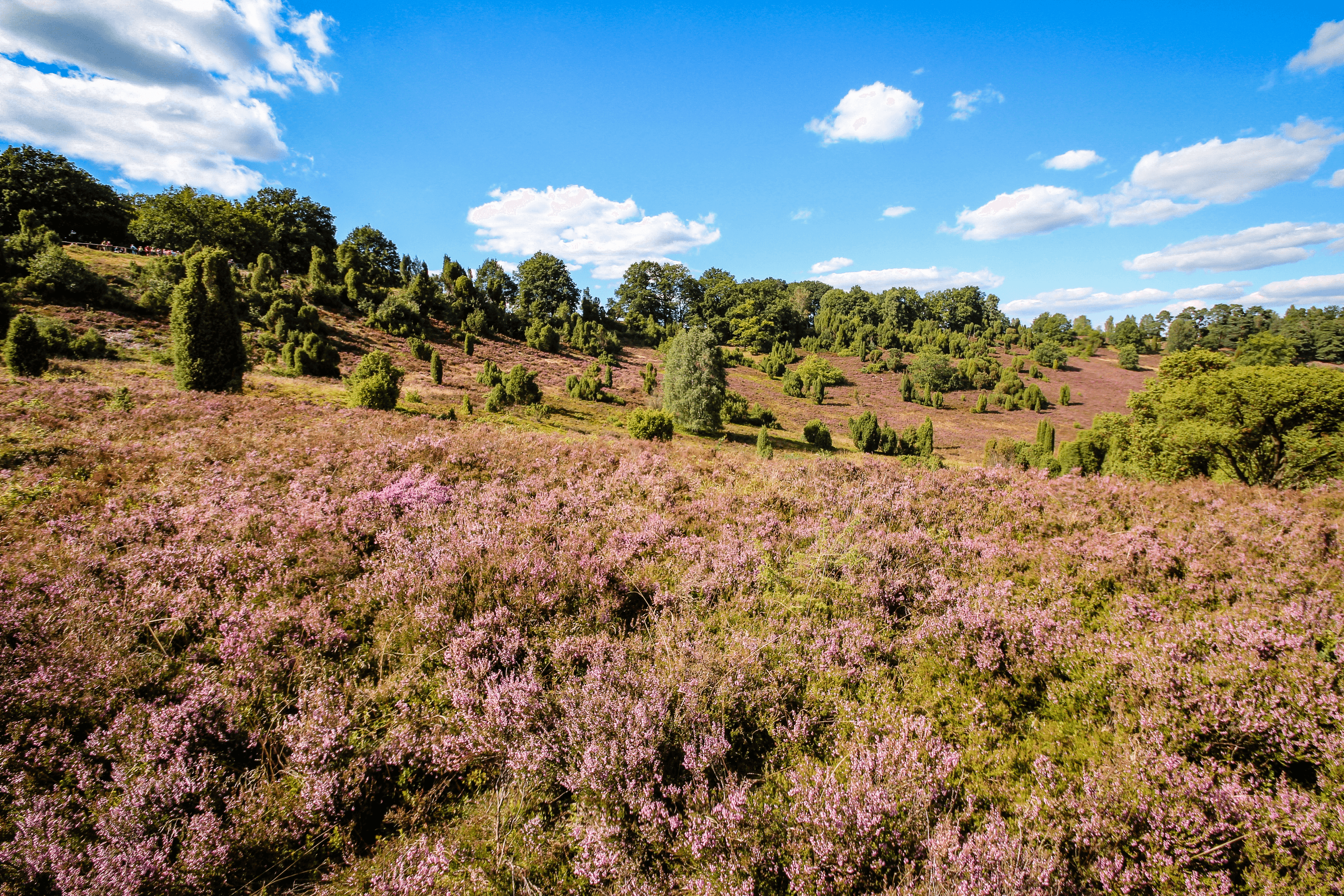 Heideblüte am Totengrund