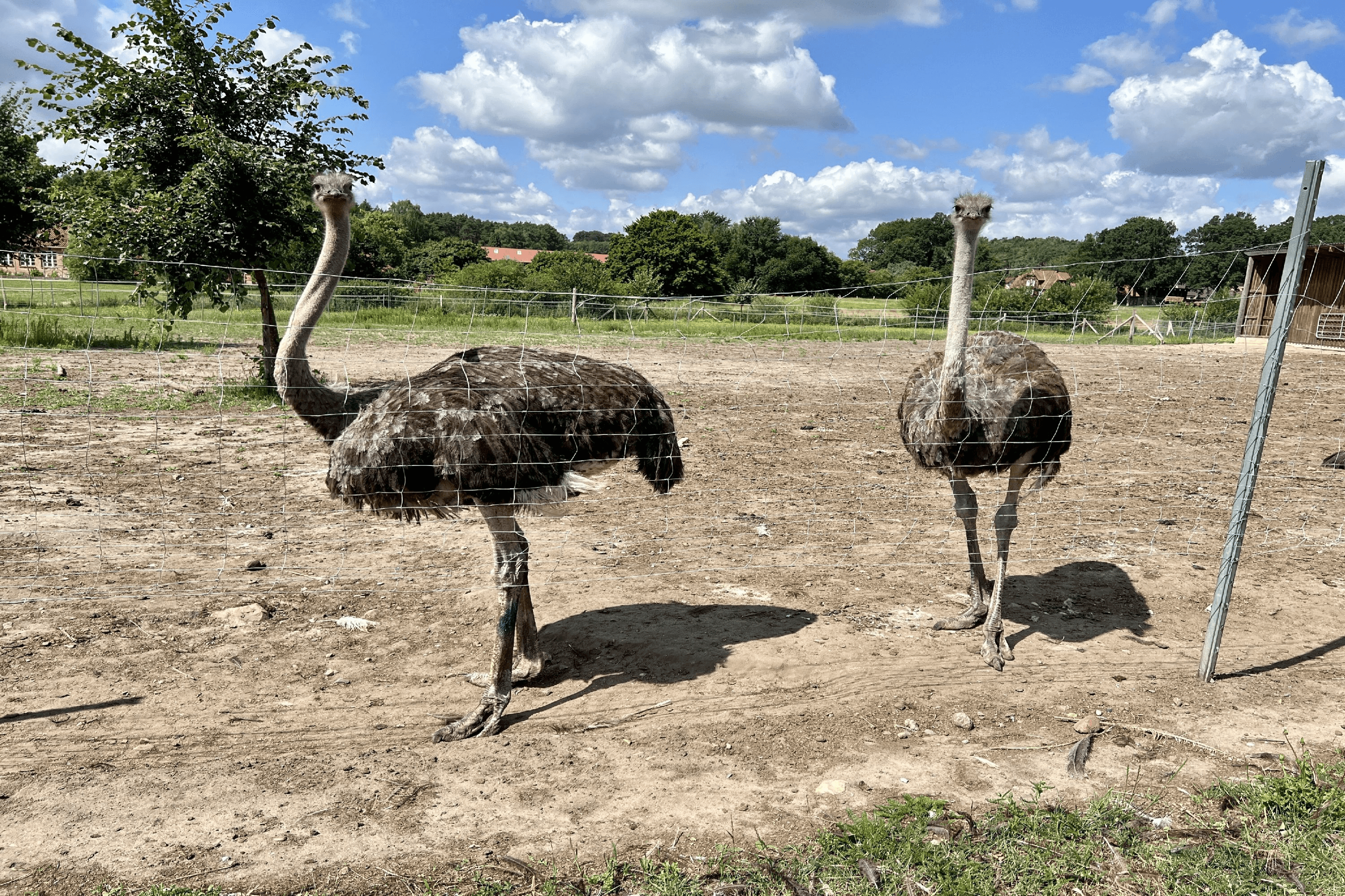 Strauße auf dem Straußenhof in Bad Fallingbostel