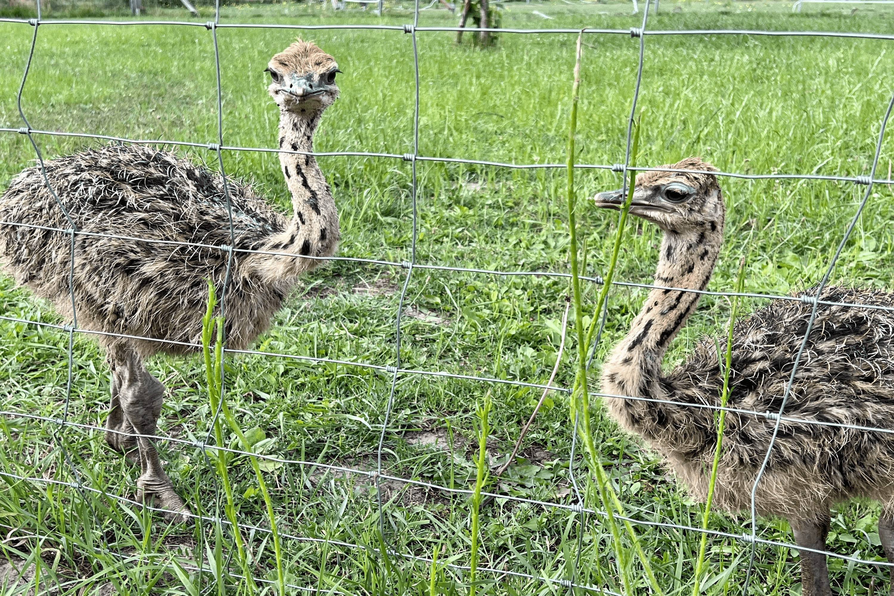 Jungsträuße auf der Straußenfarm im Heidekreis