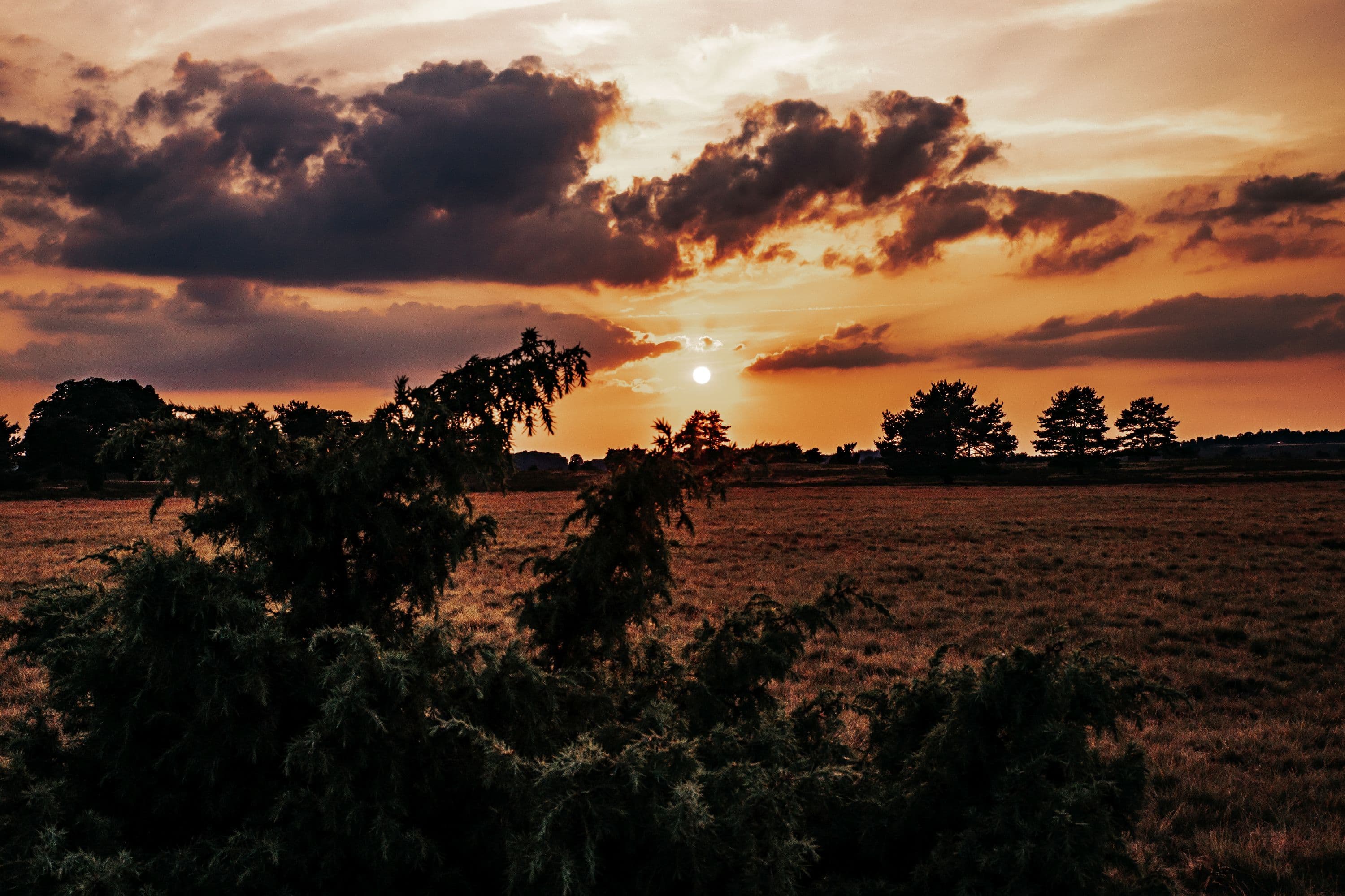 Die Behringer Heide bei Bispingen ist perfekt um den Sonnenuntergang zu erleben