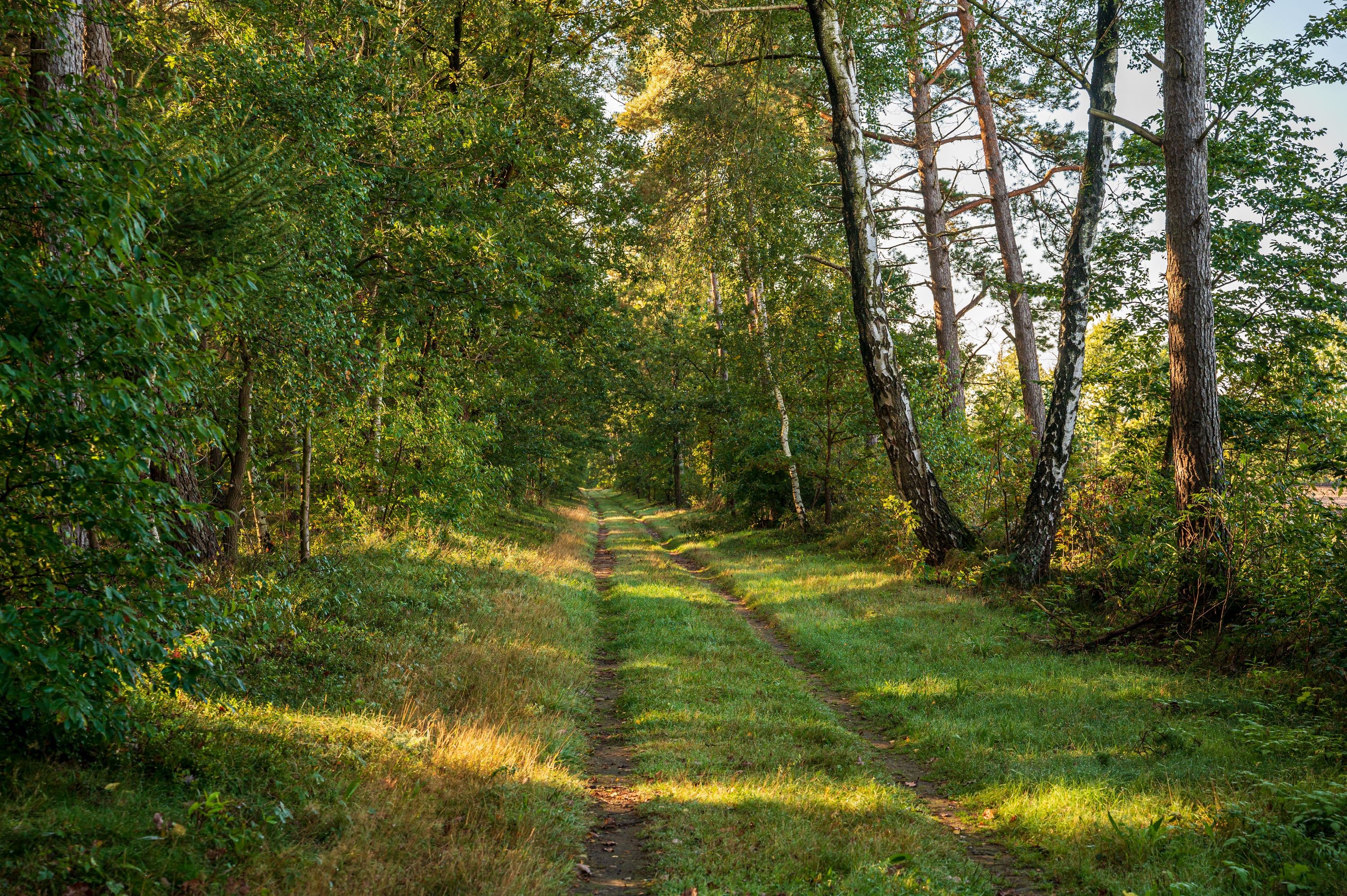 Idyllischer Weg durch das Waldgebiet Siedenholz