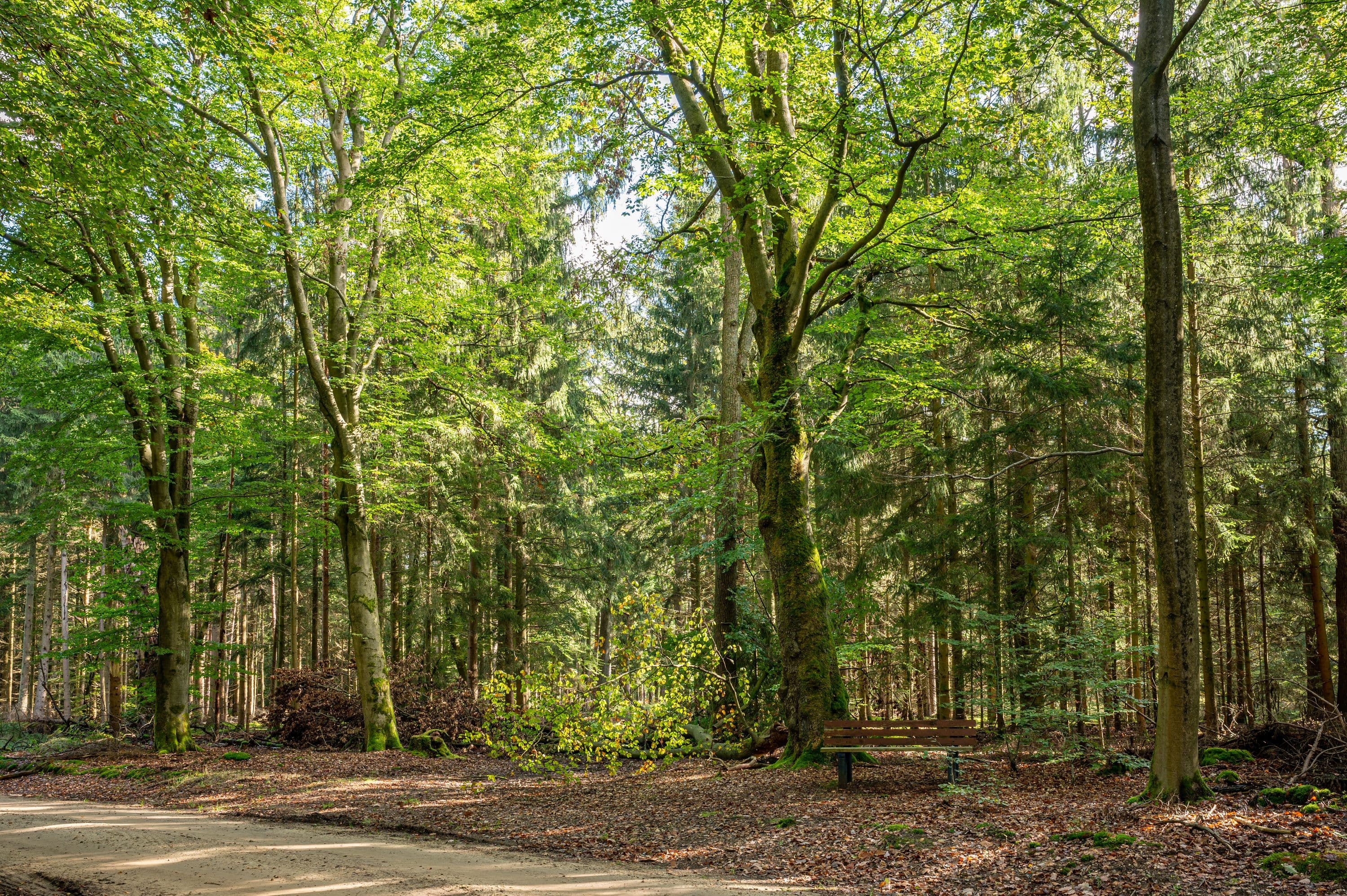 Rasten und die Ruhe im Wald genießen 