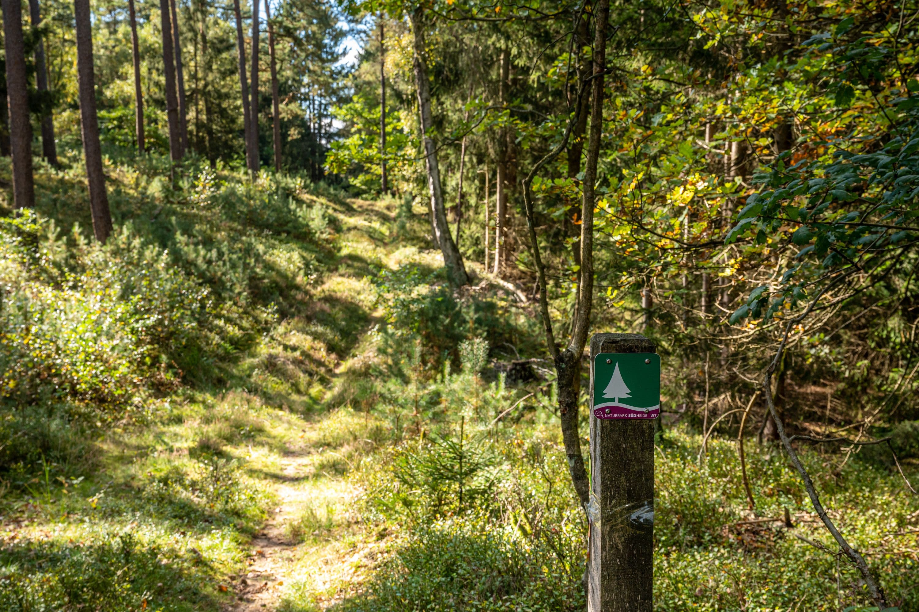 Wegweiser am Wegesrand im dichten Wald