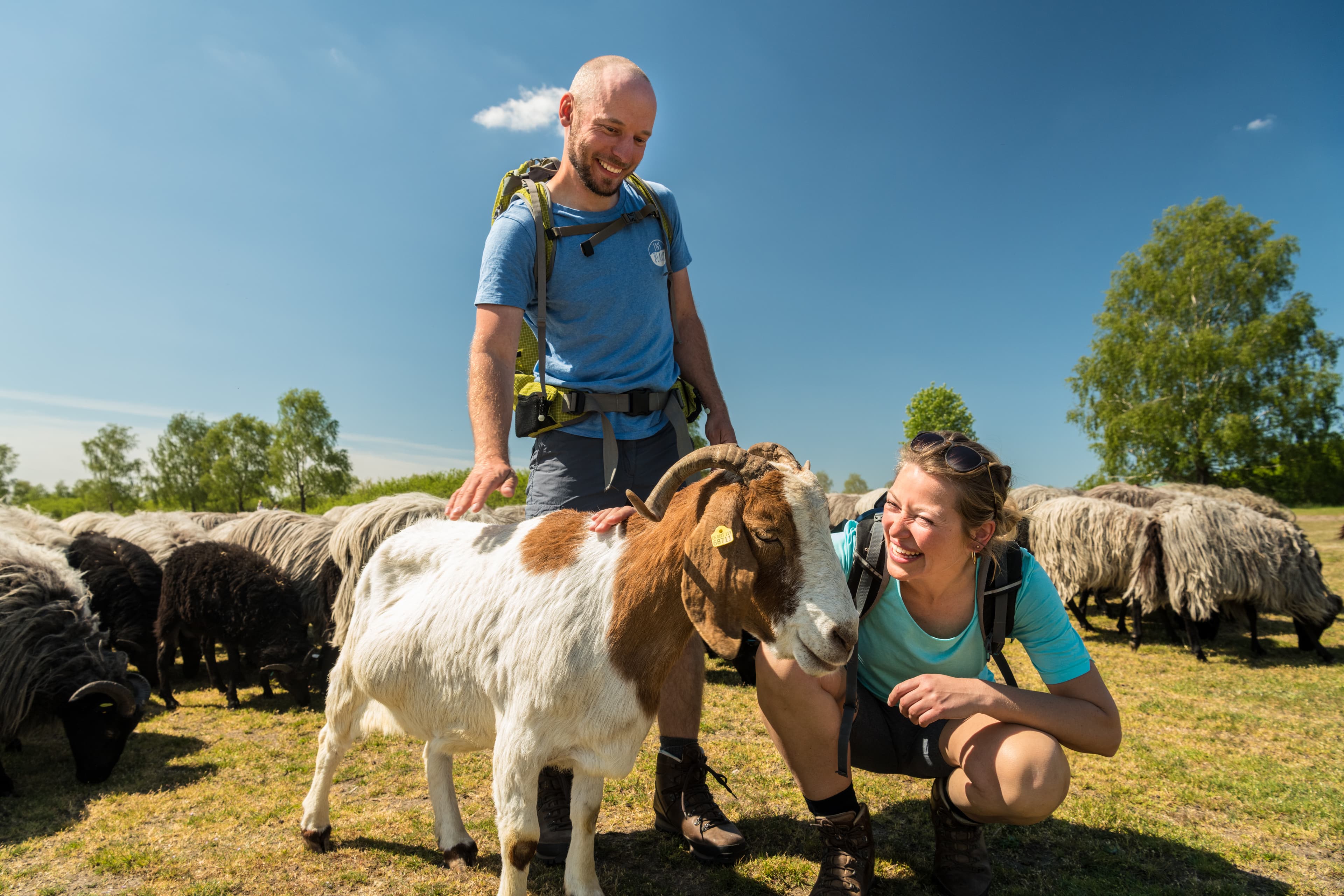 Wandern rund um den Tütsberg, Wümmeberg und Suhorn auf der Heideschleife