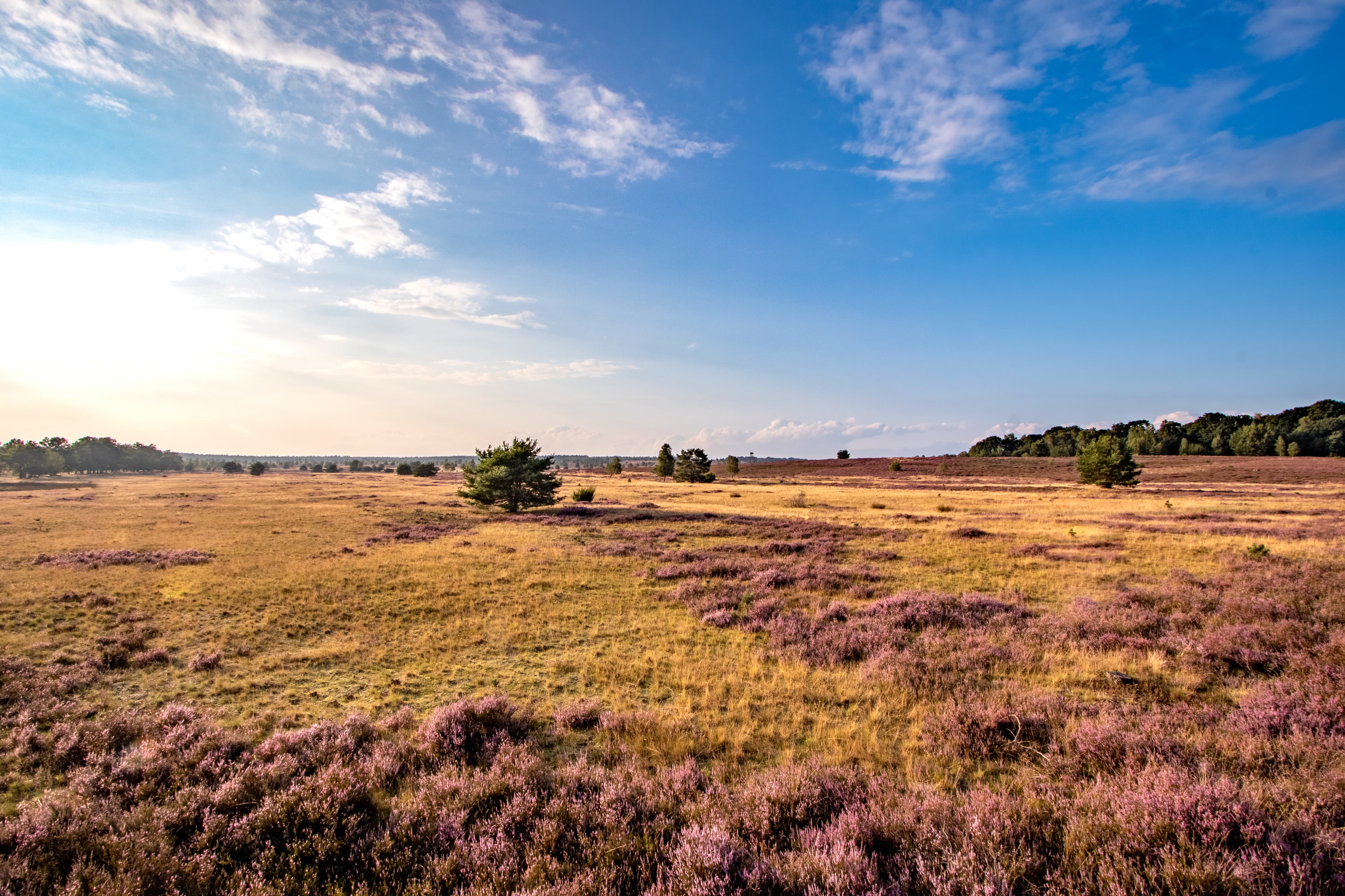 Der Wanderweg Heideschleife Tütsberg führt durch die tütsberg heide