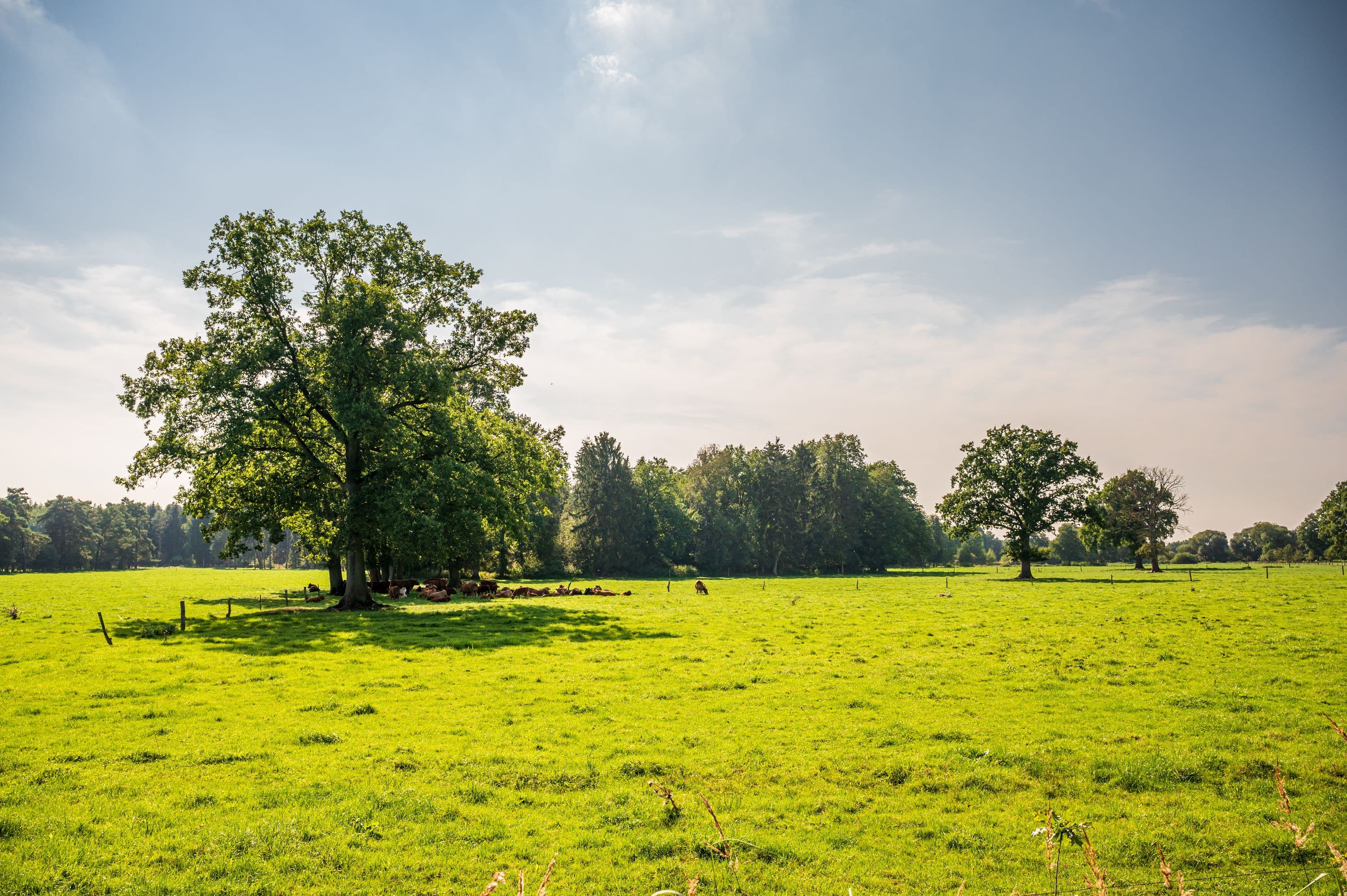 Blick auf weite Wiesenlandschaften