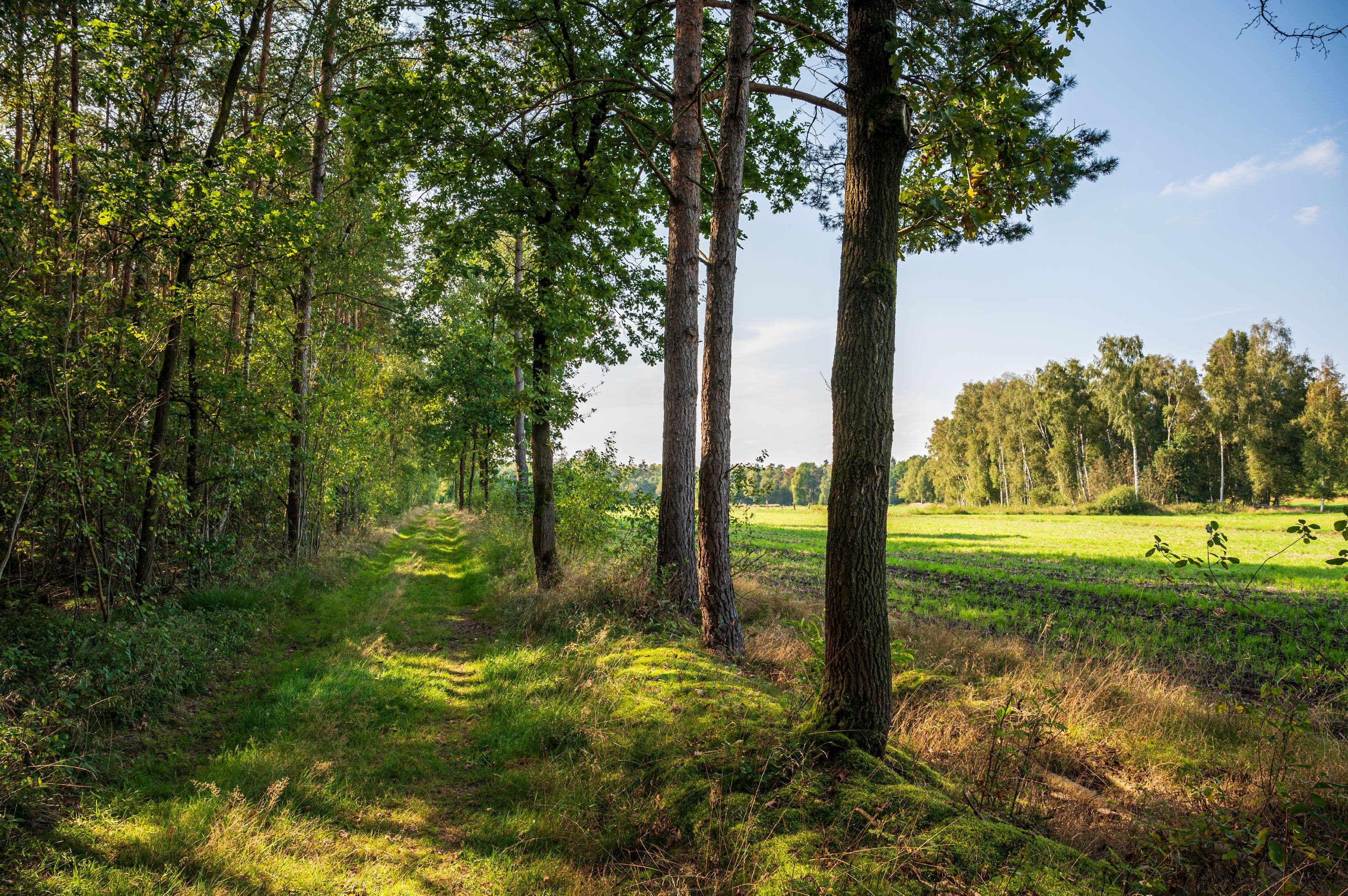 Idyllischer Wanderpfad durch den Wald mit Blick auf Wiesen und Felder