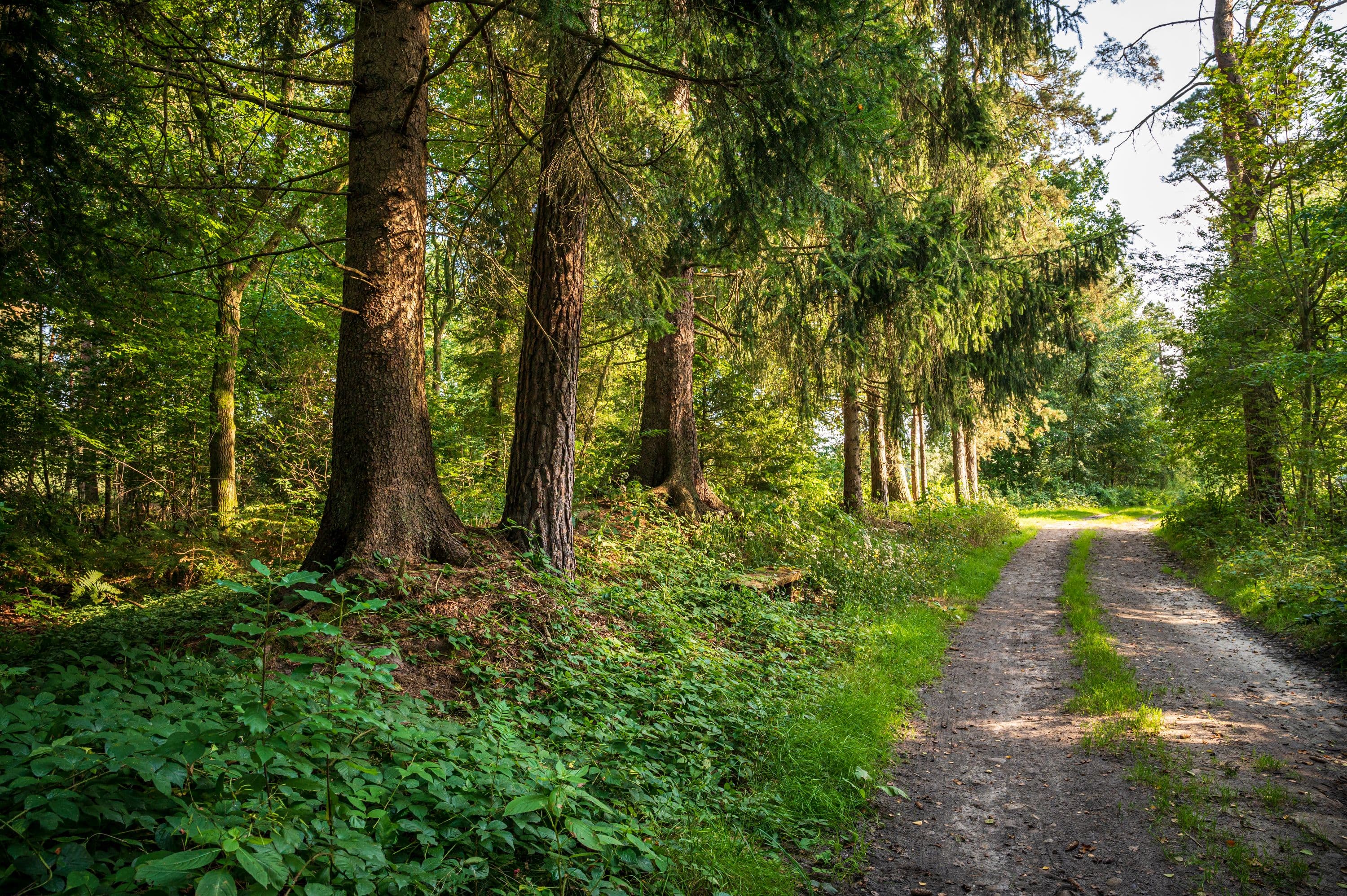 Wanderweg durch dichten Wald